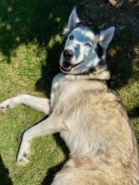 Enlarge STORMY, a Adoptable Siberian Husky in Oklahoma City, OK image 1/1