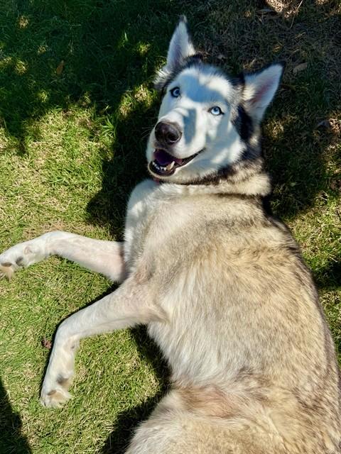 STORMY, Adoptable, Adult Female Siberian Husky.
