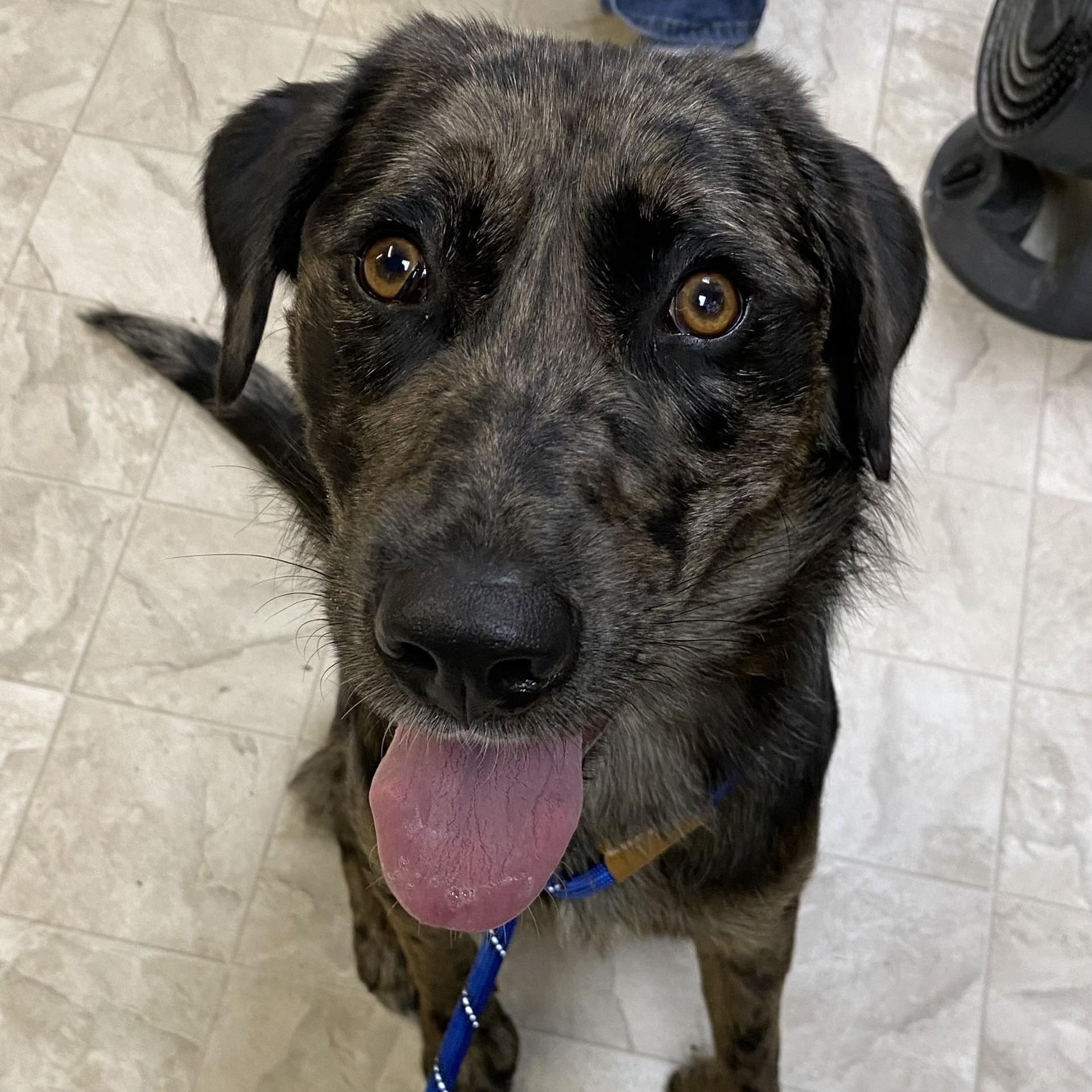 Enlarge Waylon, an adopted mixed breed in Trenton, MO image 1/1