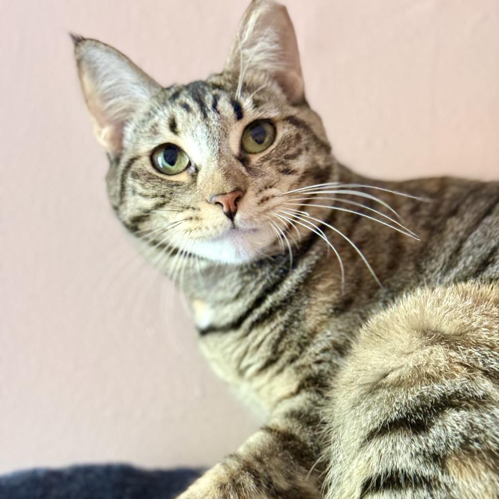 Enlarge Glinda, a Adoptable Domestic Short Hair in Fort Lauderdale, FL image 1/6