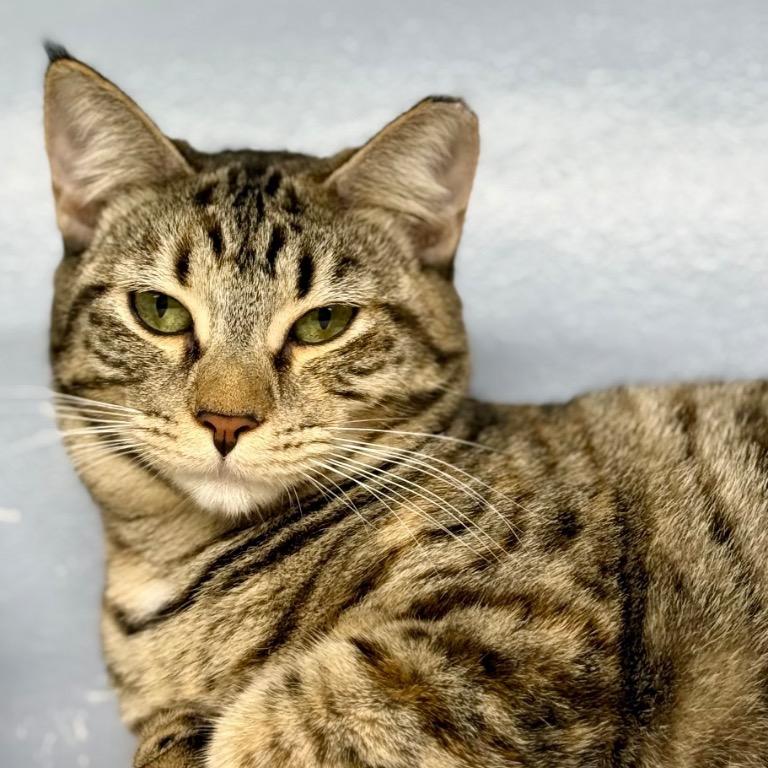 Enlarge Glinda, a Adoptable Domestic Short Hair in Fort Lauderdale, FL image 2/6
