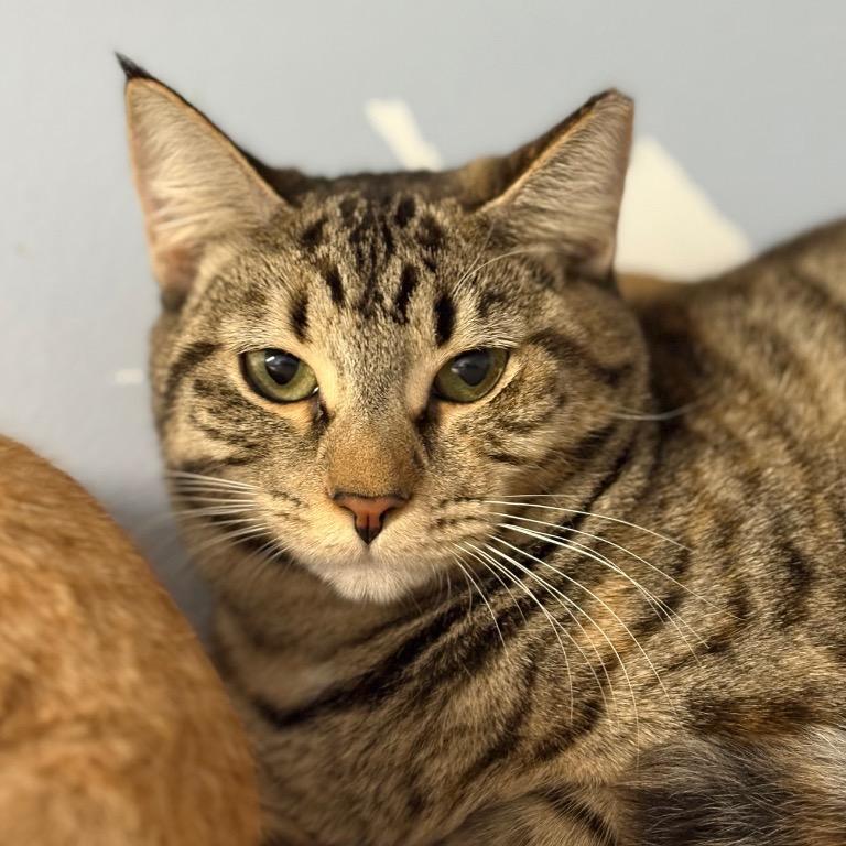 Enlarge Glinda, a Adoptable Domestic Short Hair in Fort Lauderdale, FL image 3/6