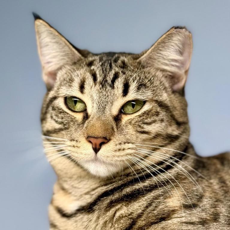 Enlarge Glinda, a Adoptable Domestic Short Hair in Fort Lauderdale, FL image 4/6