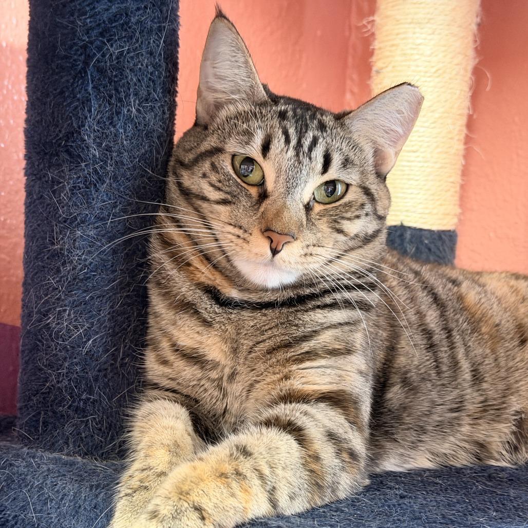 Enlarge Glinda, a Adoptable Domestic Short Hair in Fort Lauderdale, FL image 5/6
