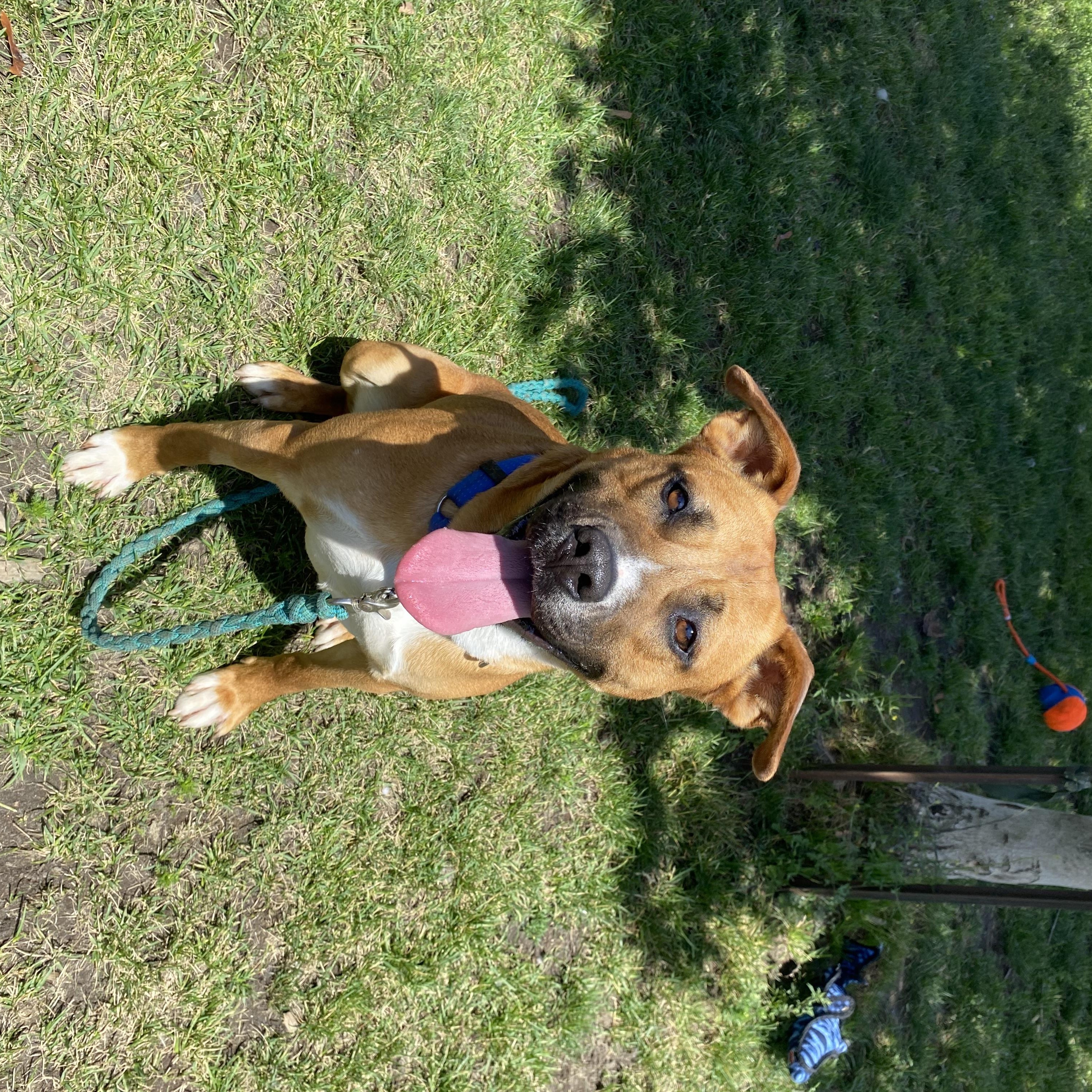 Eugene - ADOPTABLE, a ADOPTABLE Pit Bull Terrier in Chilliwack, BC image 2/5
