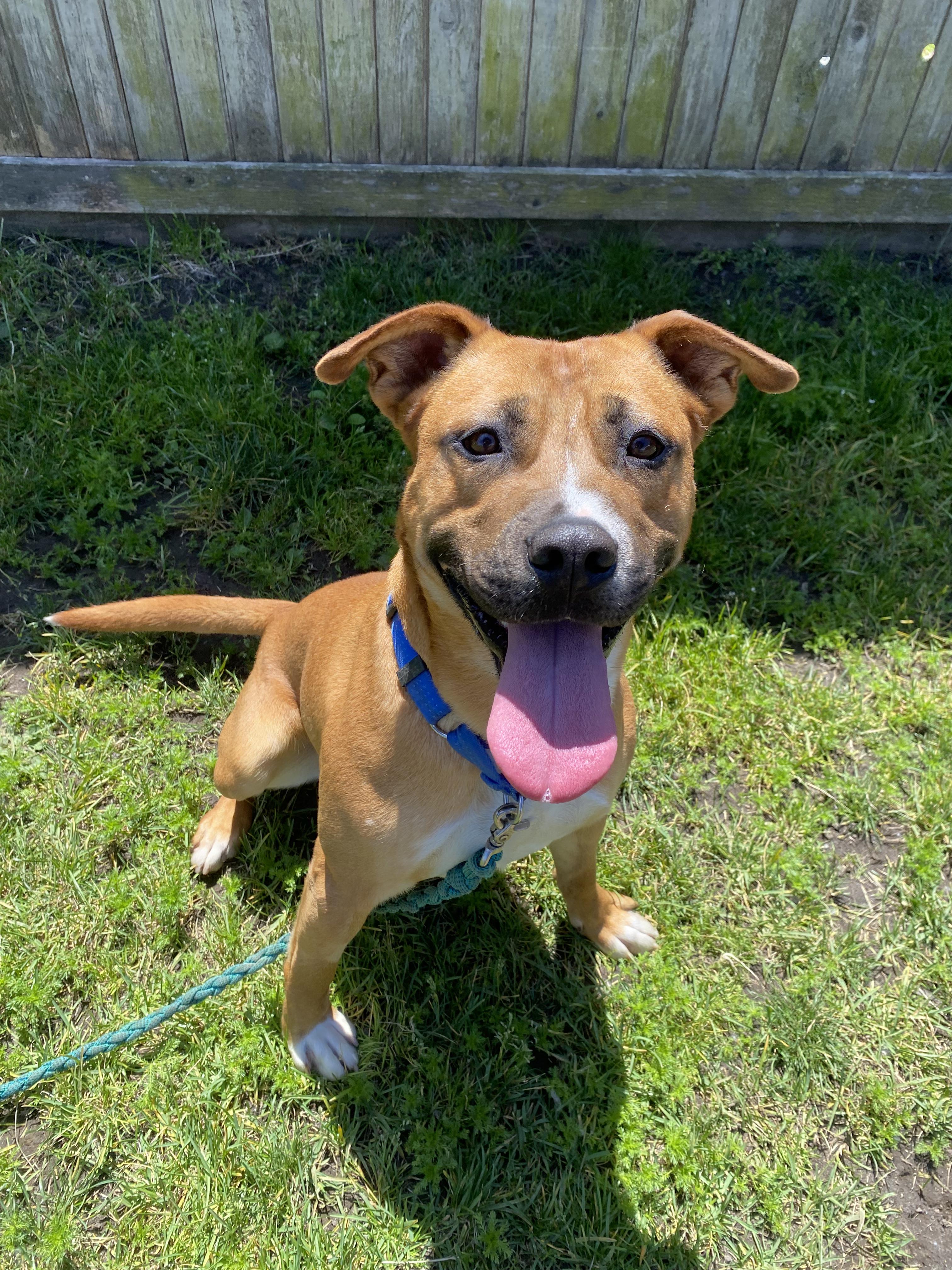 Eugene - ADOPTABLE, ADOPTABLE, Adult Male Pit Bull Terrier.