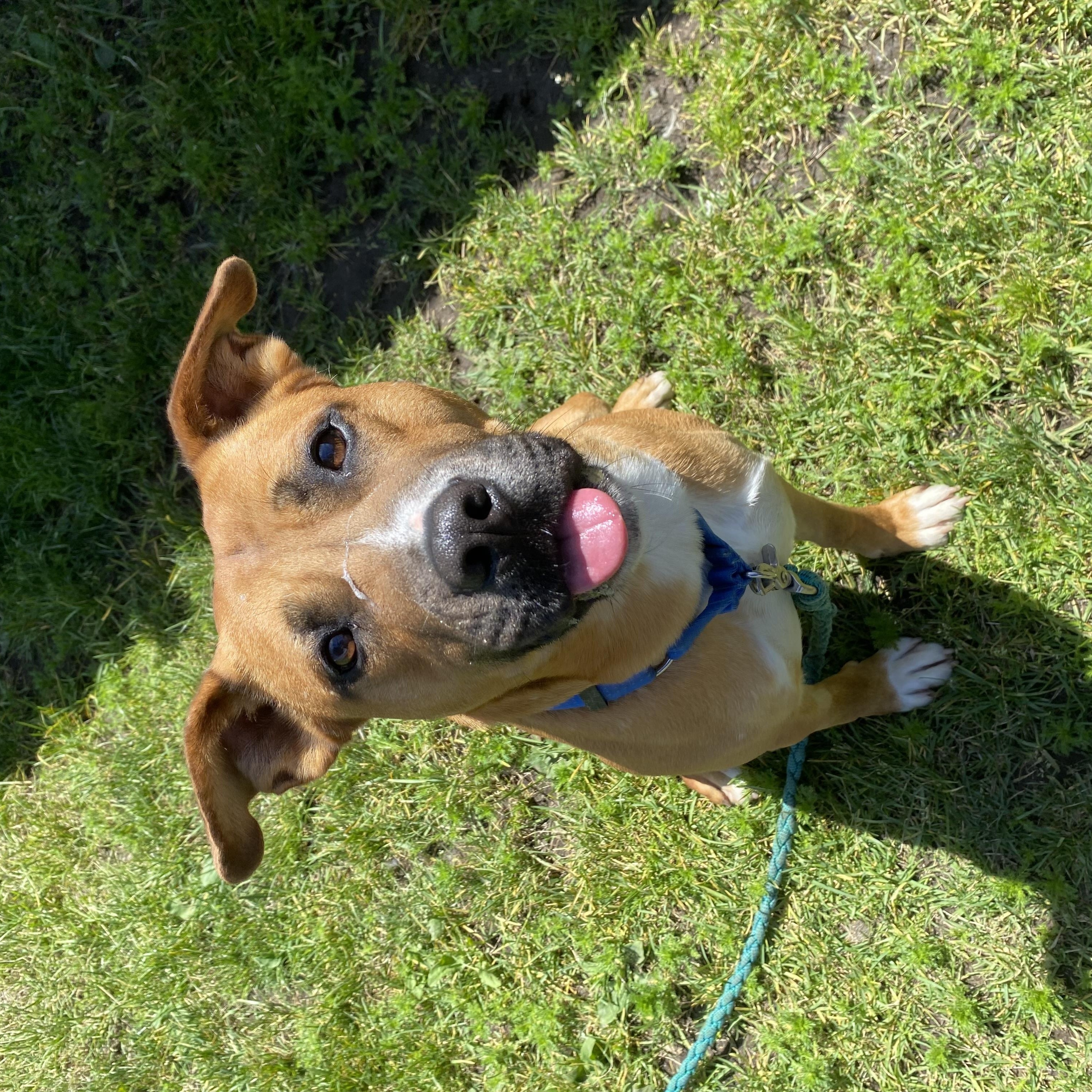 Eugene - ADOPTABLE, a ADOPTABLE Pit Bull Terrier in Chilliwack, BC image 5/5