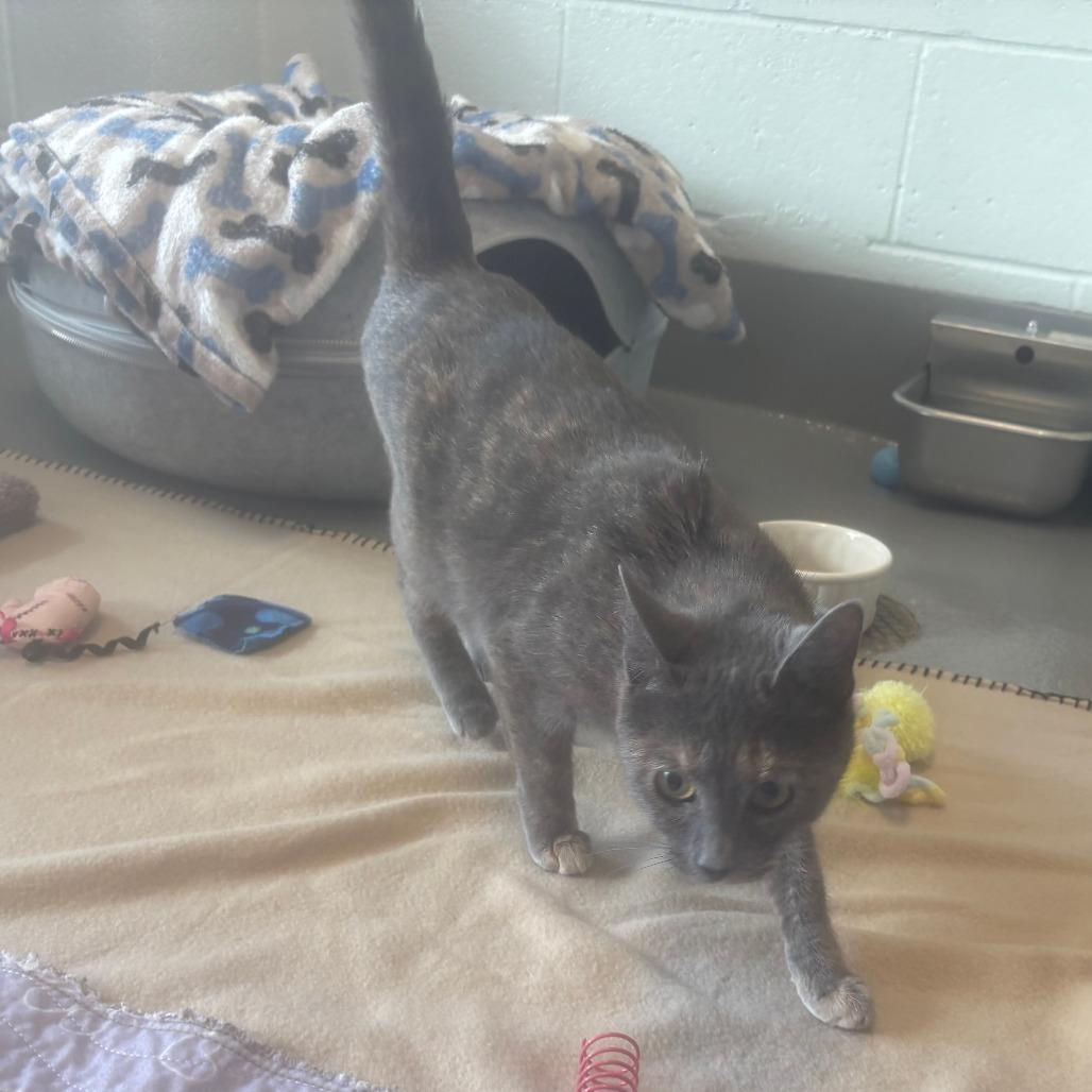 Amayah — thumbnail 2