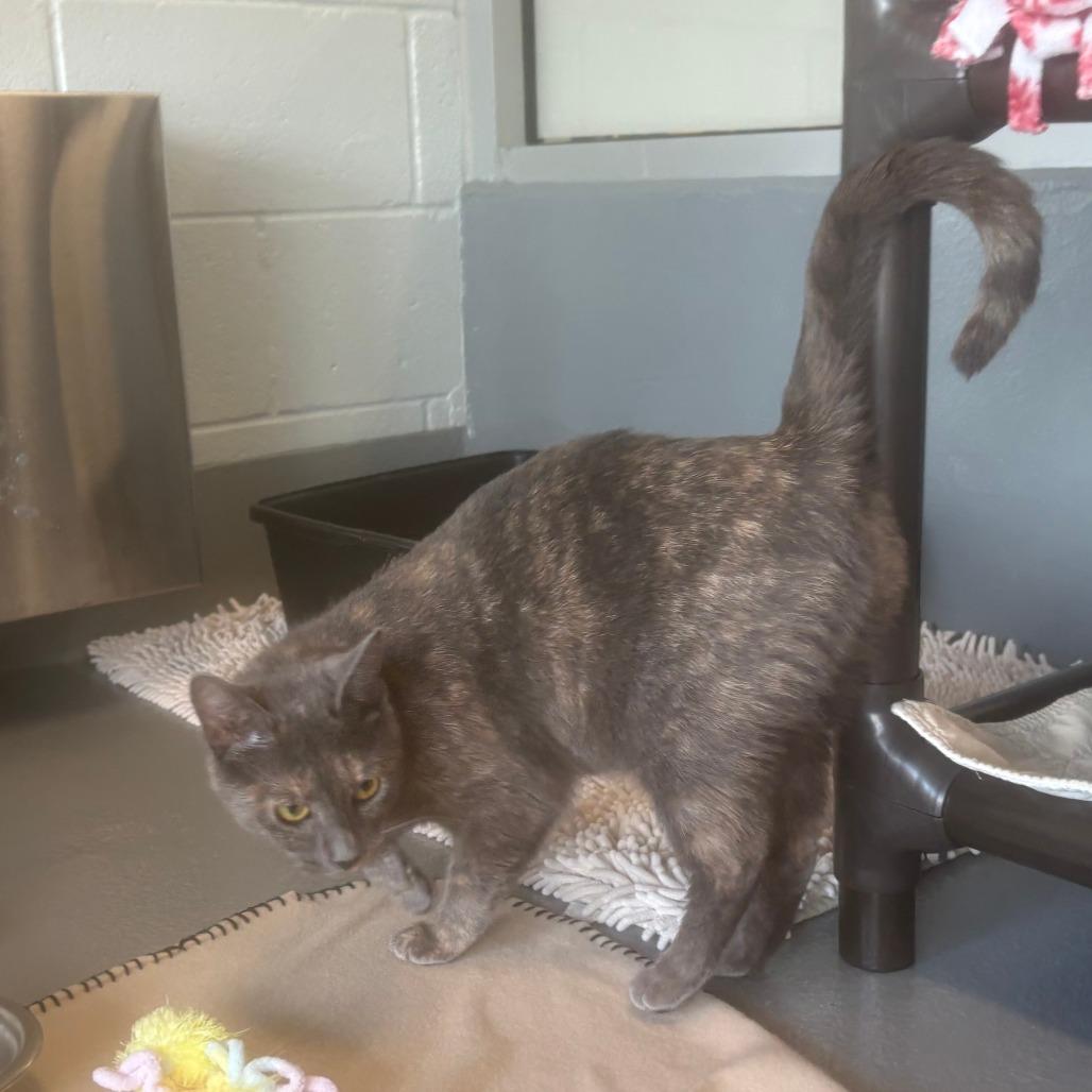 Amayah — thumbnail 3