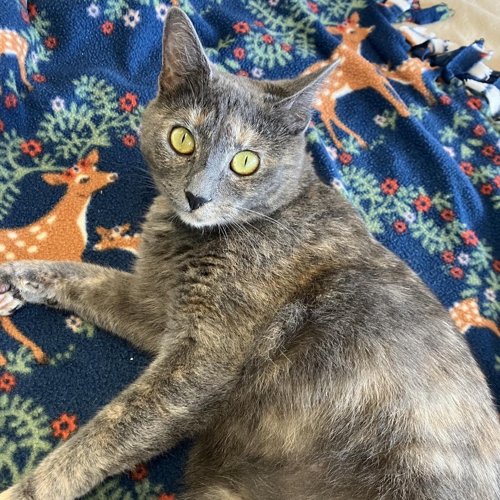 Amayah — thumbnail 4