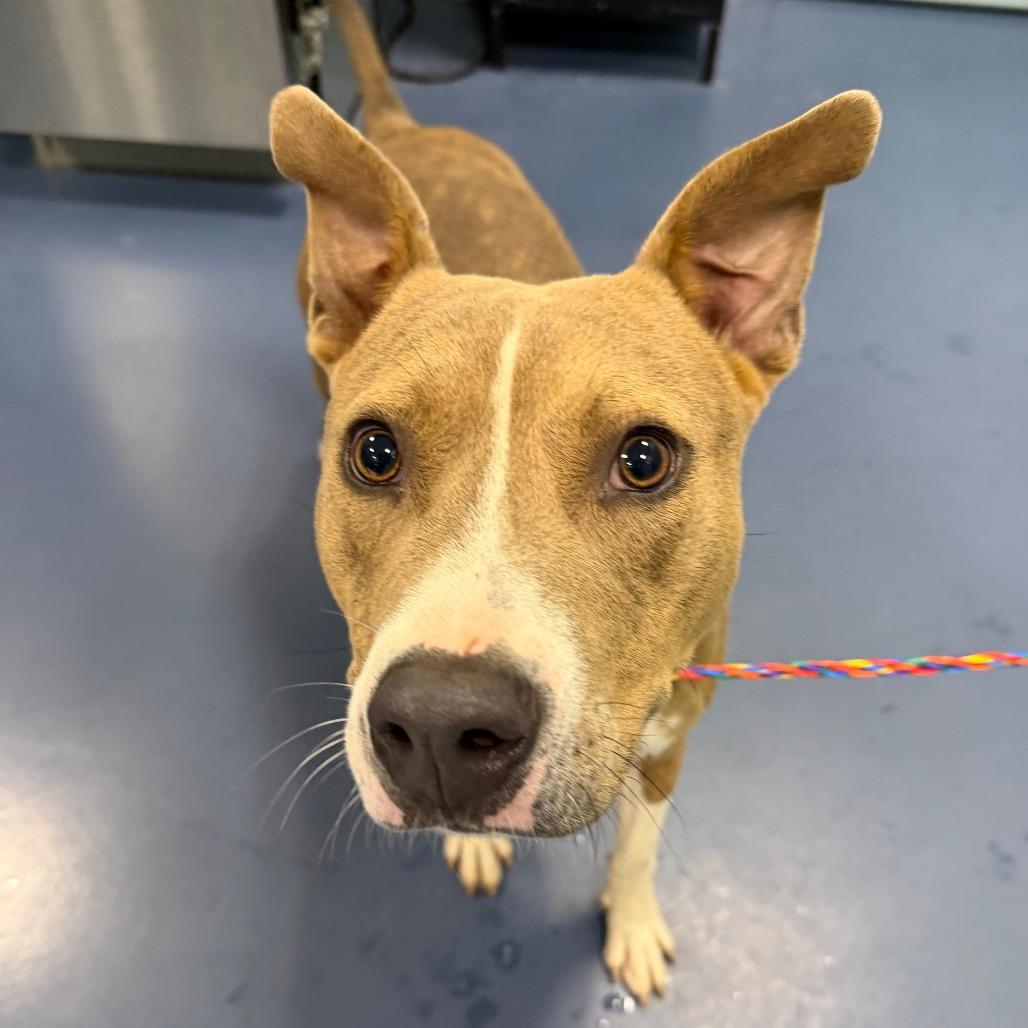 Donald, Adoptable, Young Male Pit Bull Terrier.
