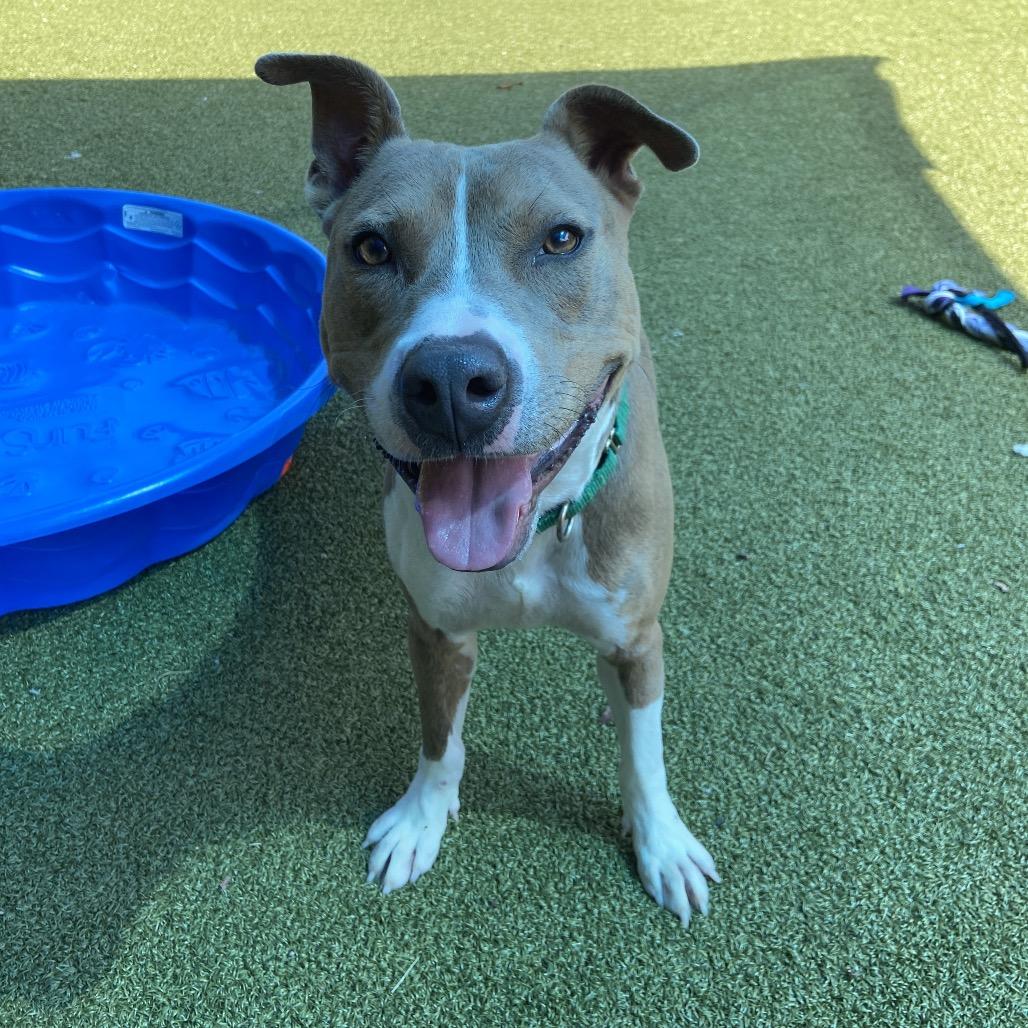 Donald, a Adoptable Pit Bull Terrier in Greensboro, NC image 2/5