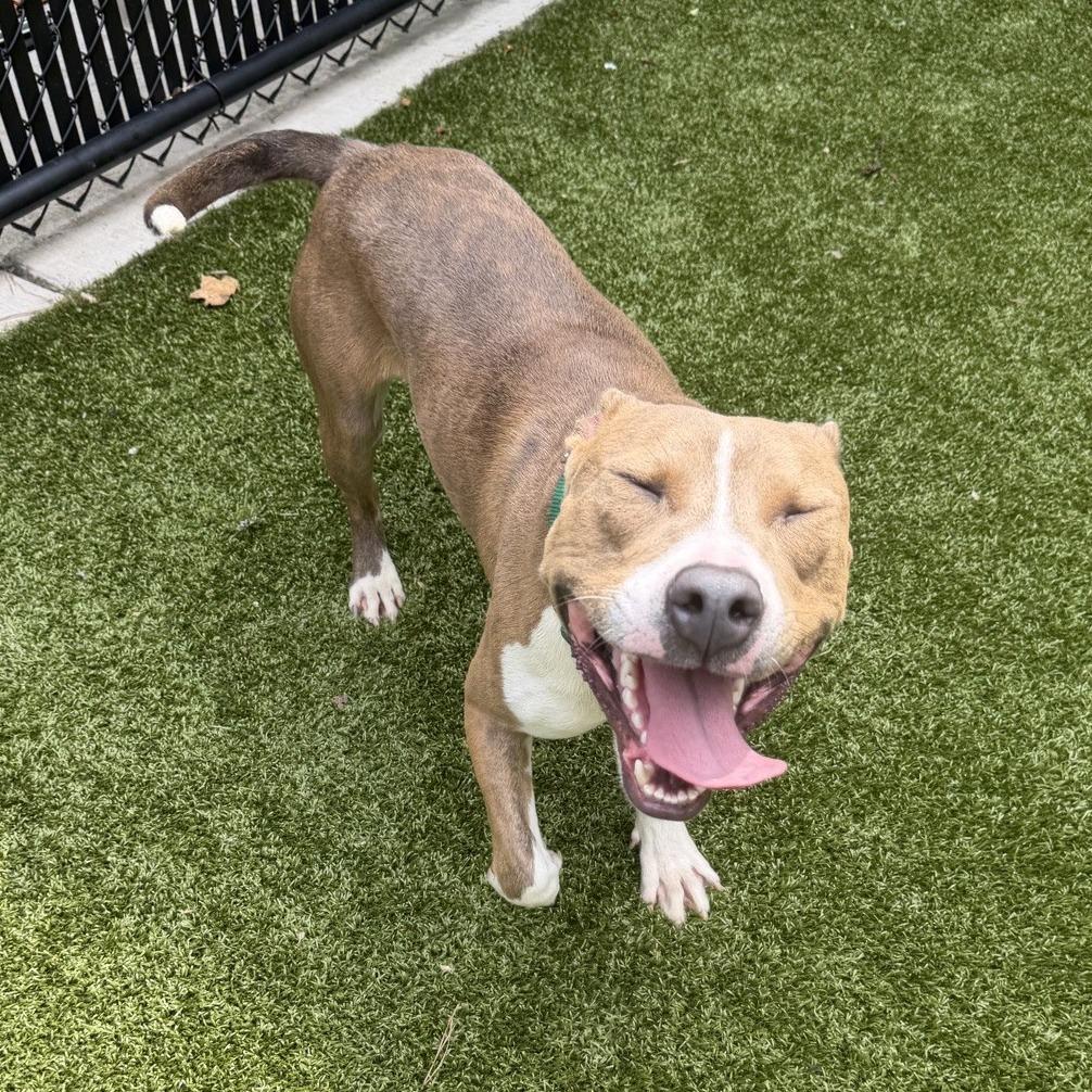 Donald, a Adoptable Pit Bull Terrier in Greensboro, NC image 3/5