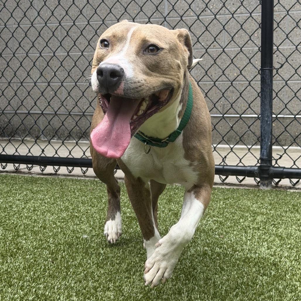 Donald, a Adoptable Pit Bull Terrier in Greensboro, NC image 4/5