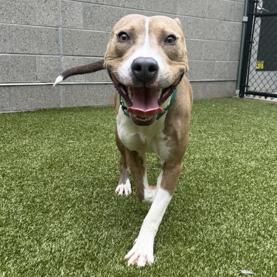 Donald, a Adoptable Pit Bull Terrier in Greensboro, NC image 5/5