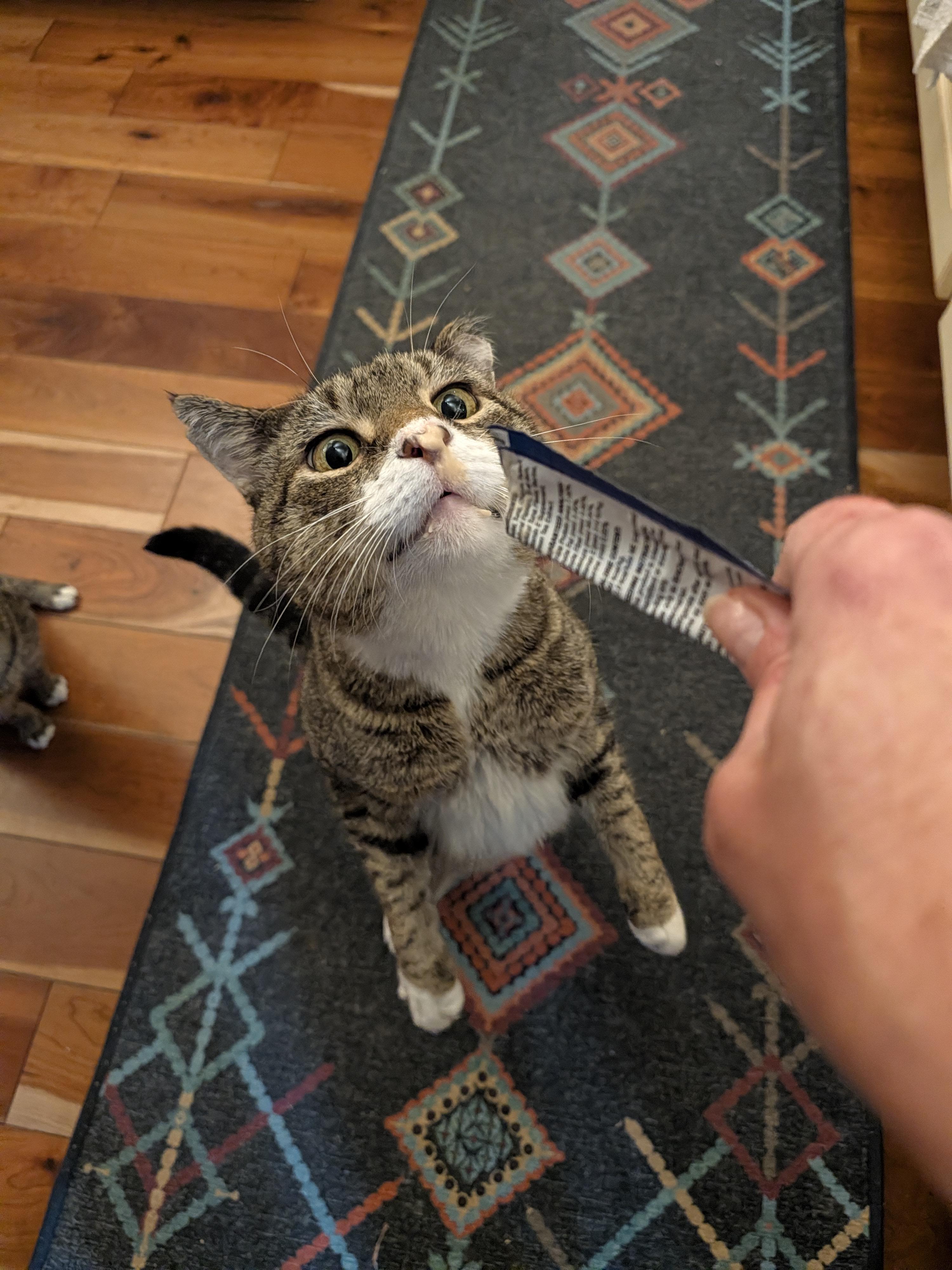 Enlarge Ranger Rick, a Adoptable Domestic Short Hair in Burlington, VT image 1/6