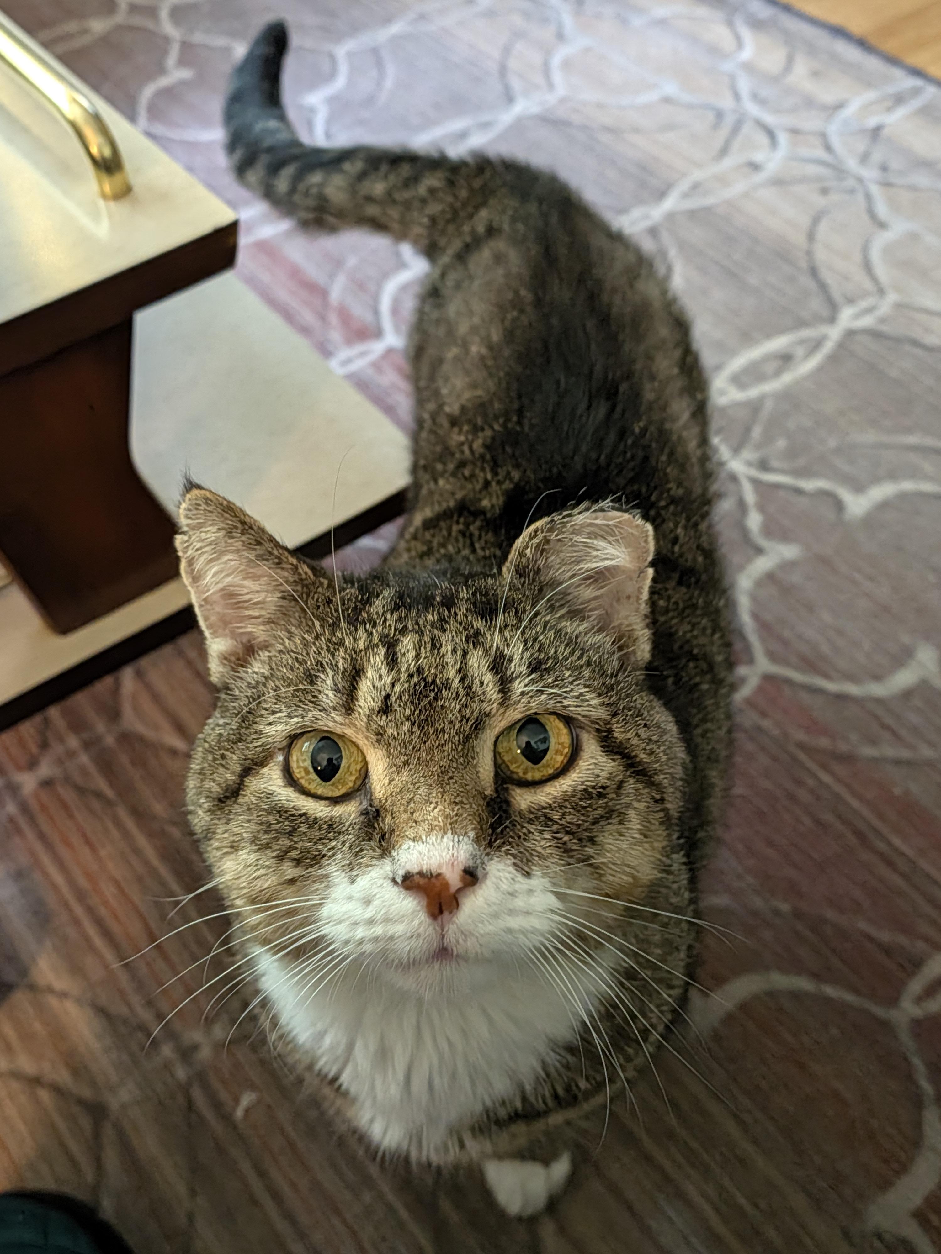 Enlarge Ranger Rick, a Adoptable Domestic Short Hair in Burlington, VT image 2/6
