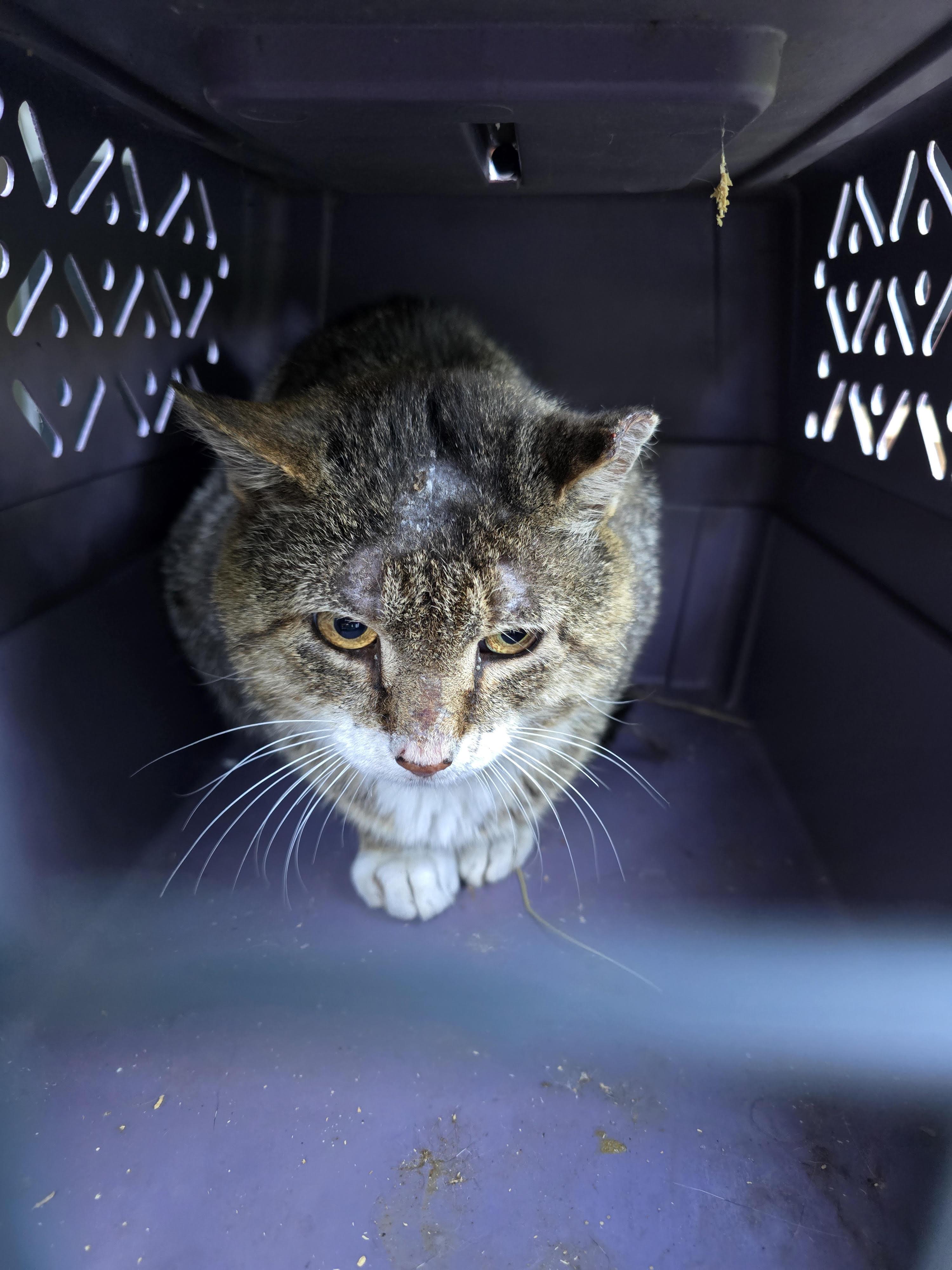 Enlarge Ranger Rick, a Adoptable Domestic Short Hair in Burlington, VT image 3/6