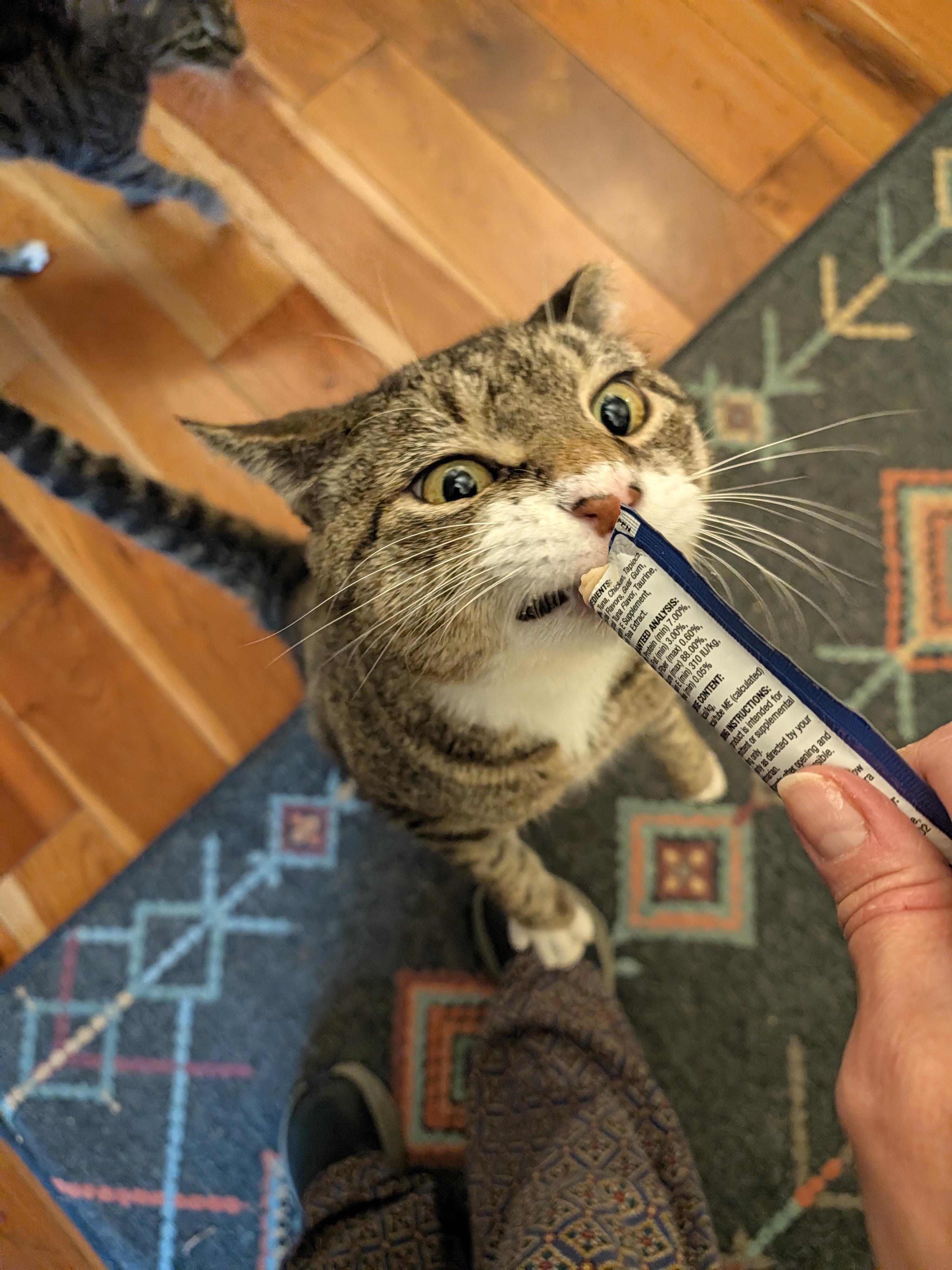 Enlarge Ranger Rick, a Adoptable Domestic Short Hair in Burlington, VT image 5/6