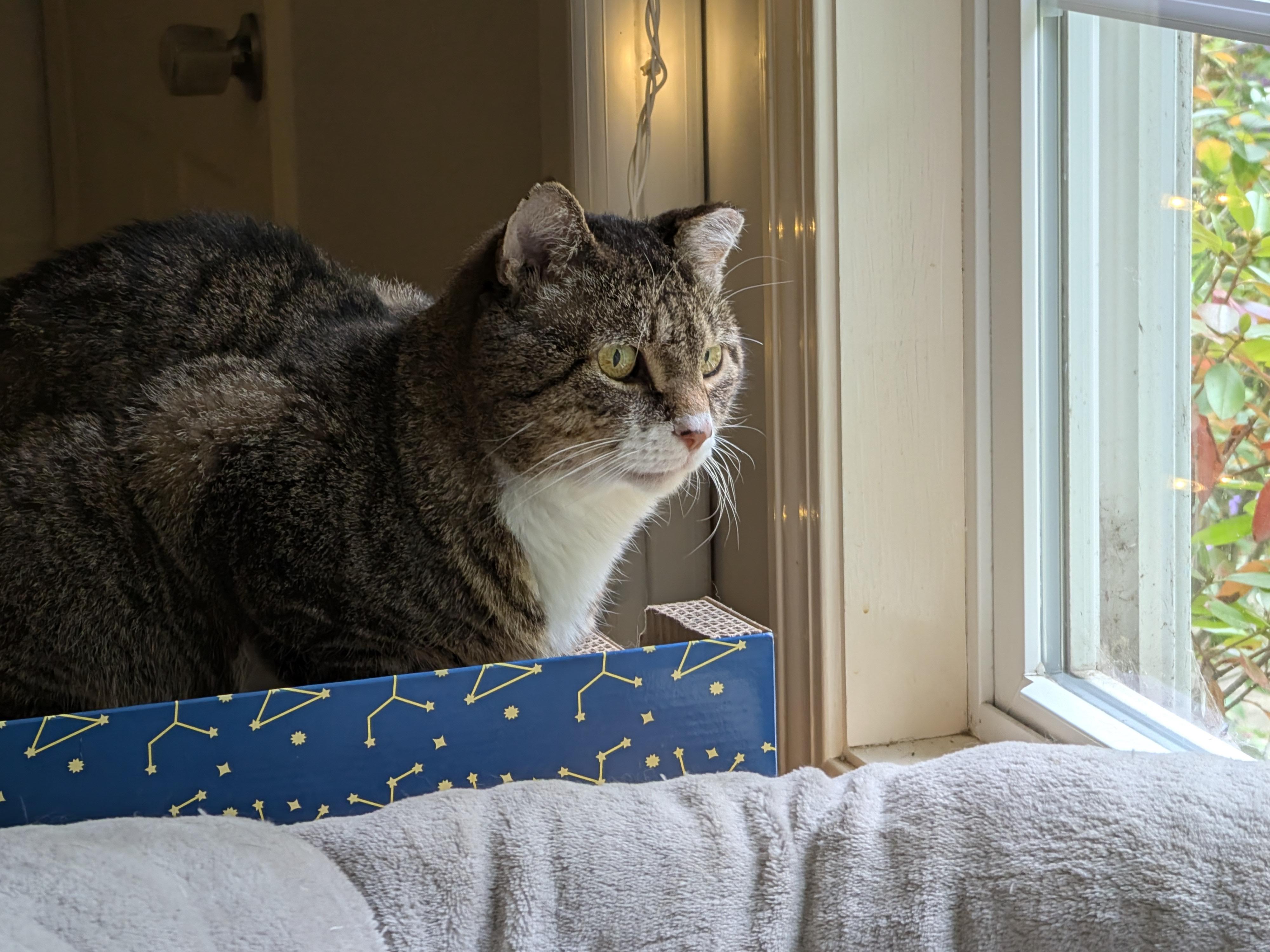 Enlarge Ranger Rick, a Adoptable Domestic Short Hair in Burlington, VT image 6/6