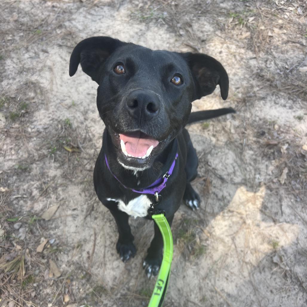 Enlarge Annie, a Adoptable mixed breed in Buffalo, NY image 6/6