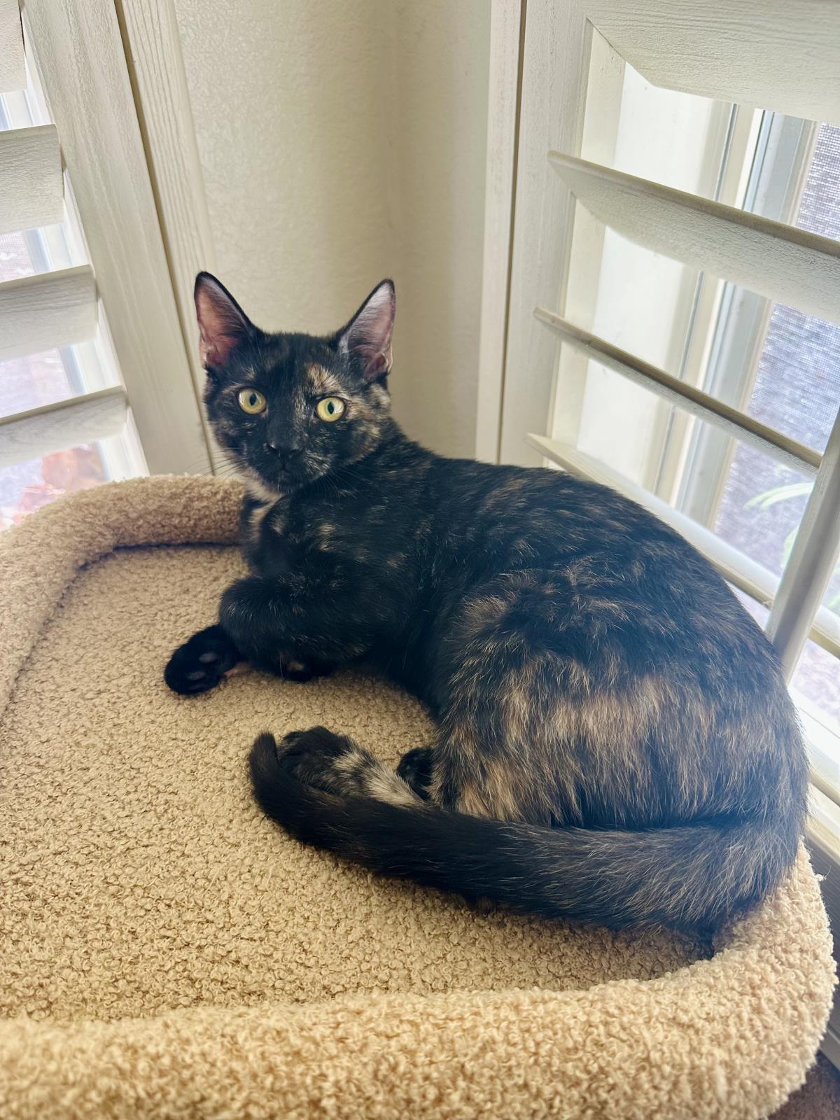Rosie Clawford, Adoptable, Kitten Female Domestic Short Hair & Tortoiseshell.