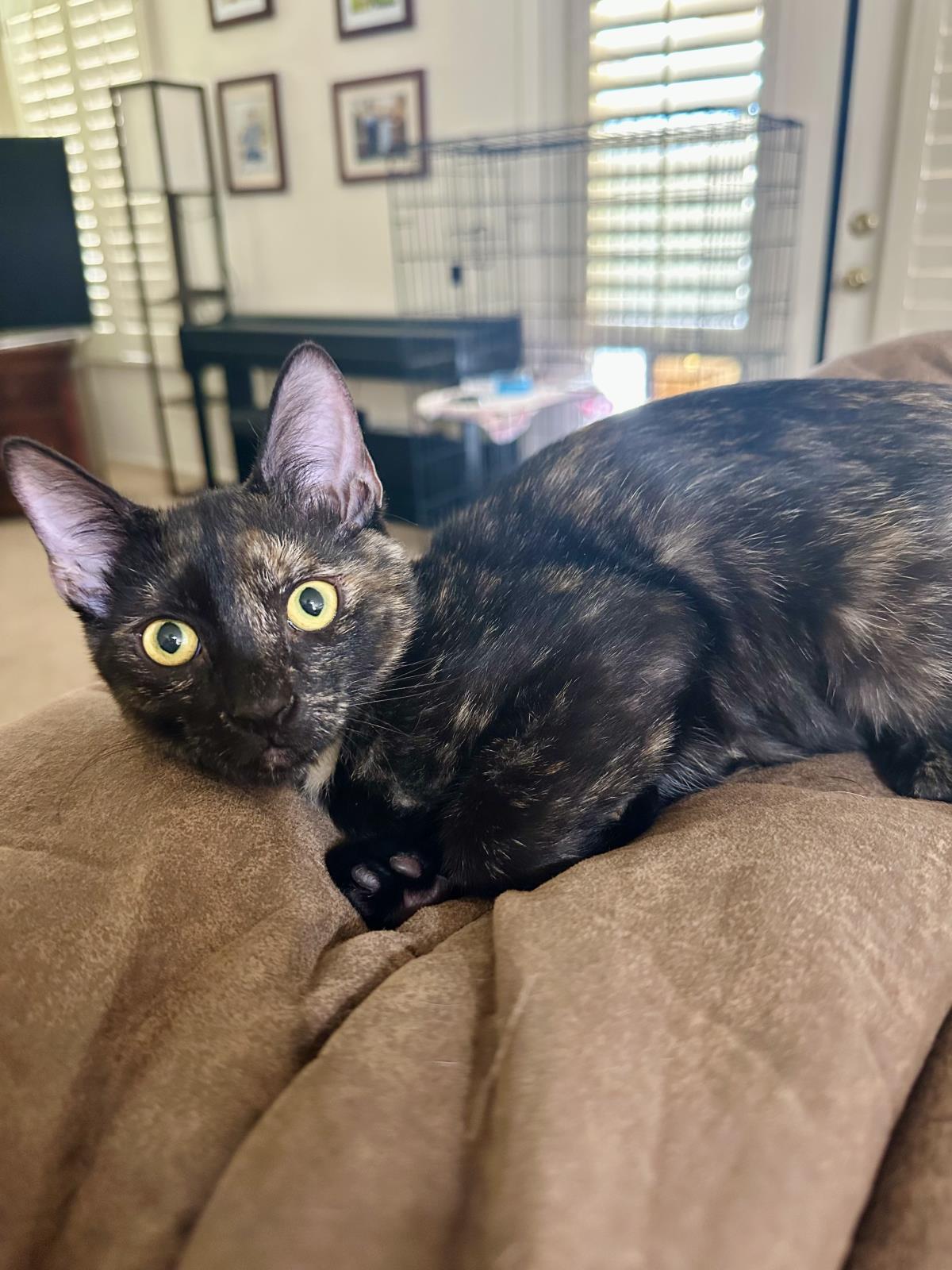 Enlarge Rosie Clawford, a Adoptable mixed breed in Chandler, AZ image 2/3