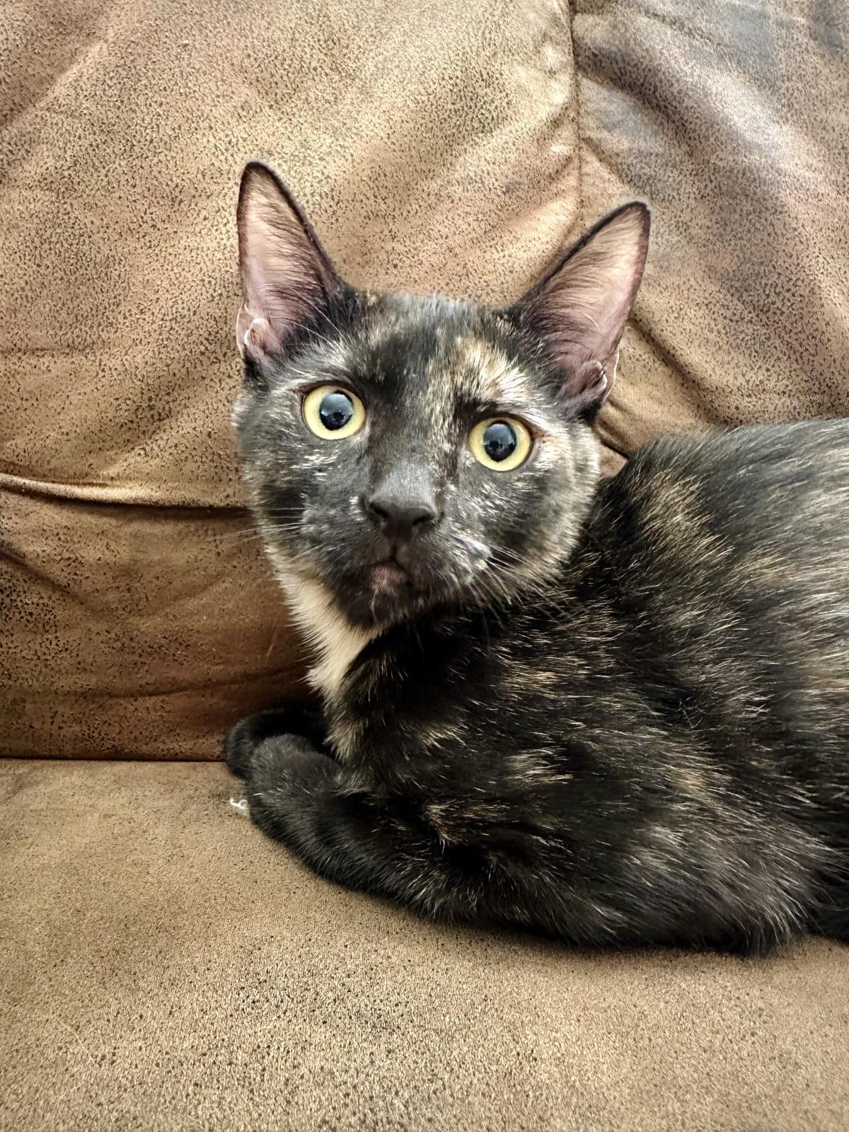 Enlarge Rosie Clawford, a Adoptable mixed breed in Chandler, AZ image 3/3