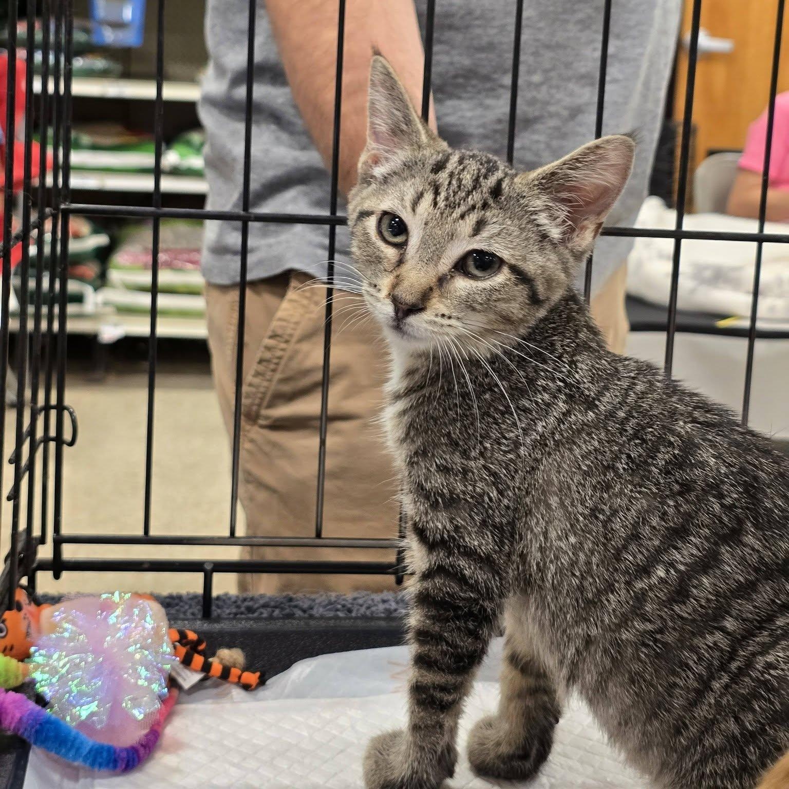 Jasmine, ADOPTABLE, Kitten Female Domestic Short Hair.