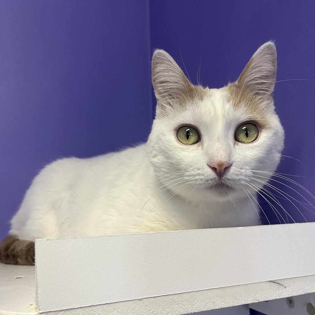 Wakaia, Adoptable, Adult Female Domestic Short Hair.