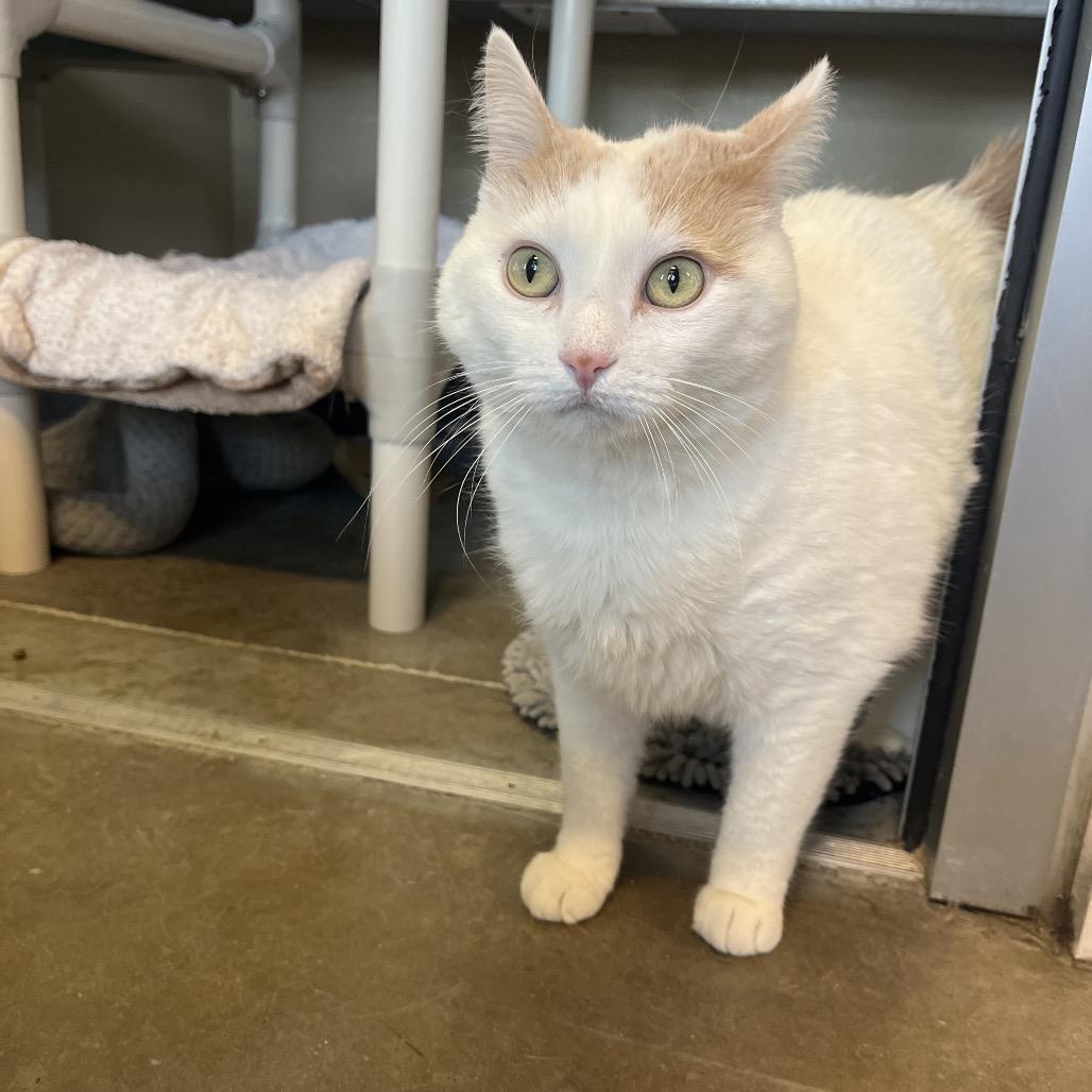 Enlarge Wakaia, a Adoptable Domestic Short Hair in Mankato, MN image 2/6