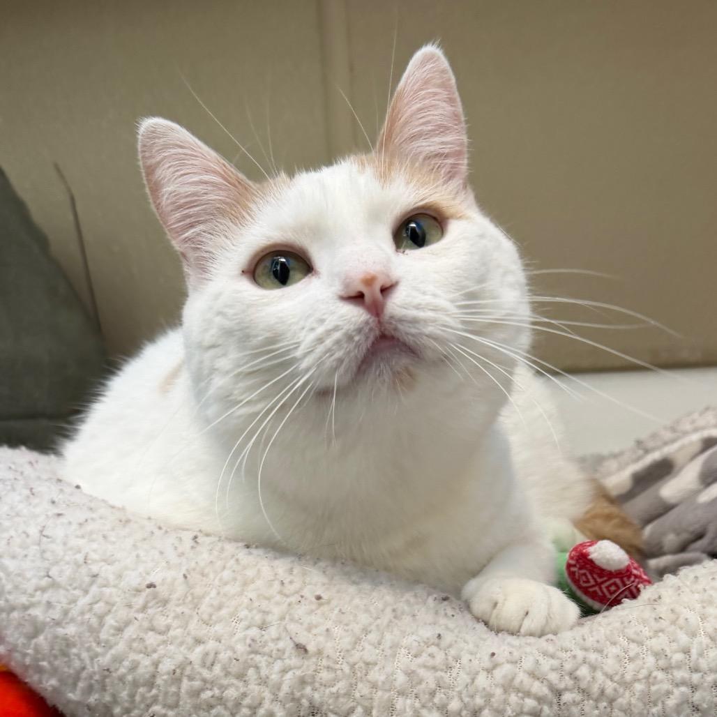 Wakaia, a Adoptable Domestic Short Hair in Mankato, MN image 2/6