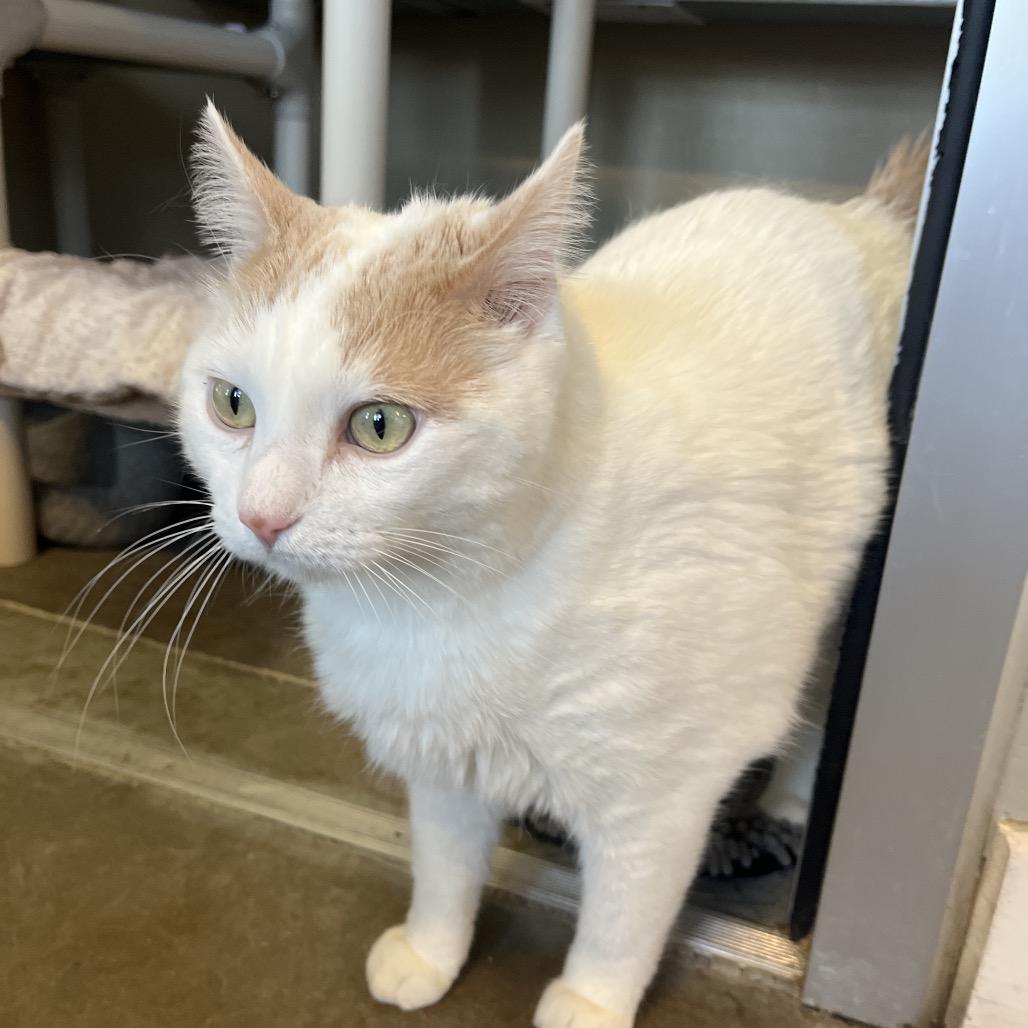 Enlarge Wakaia, a Adoptable Domestic Short Hair in Mankato, MN image 4/6