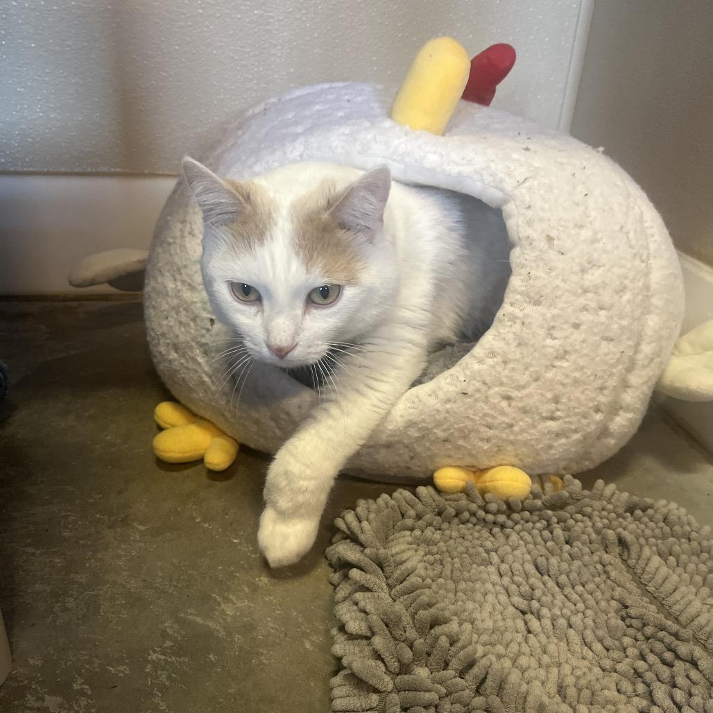 Enlarge Wakaia, a Adoptable Domestic Short Hair in Mankato, MN image 5/6