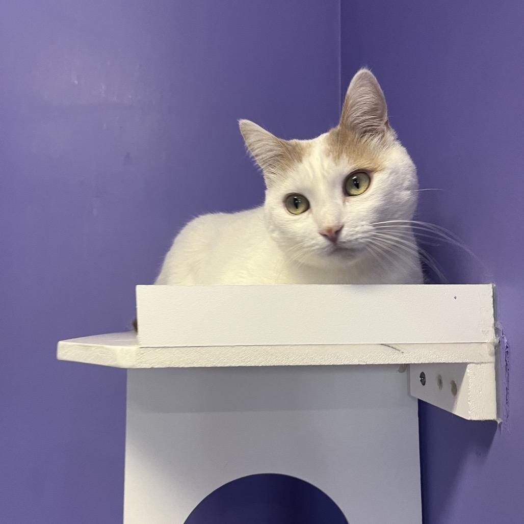Wakaia, a Adoptable Domestic Short Hair in Mankato, MN image 5/6