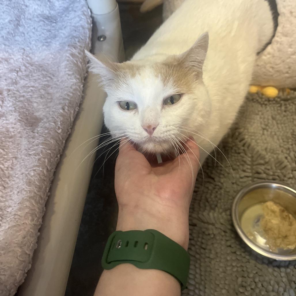 Enlarge Wakaia, a Adoptable Domestic Short Hair in Mankato, MN image 6/6