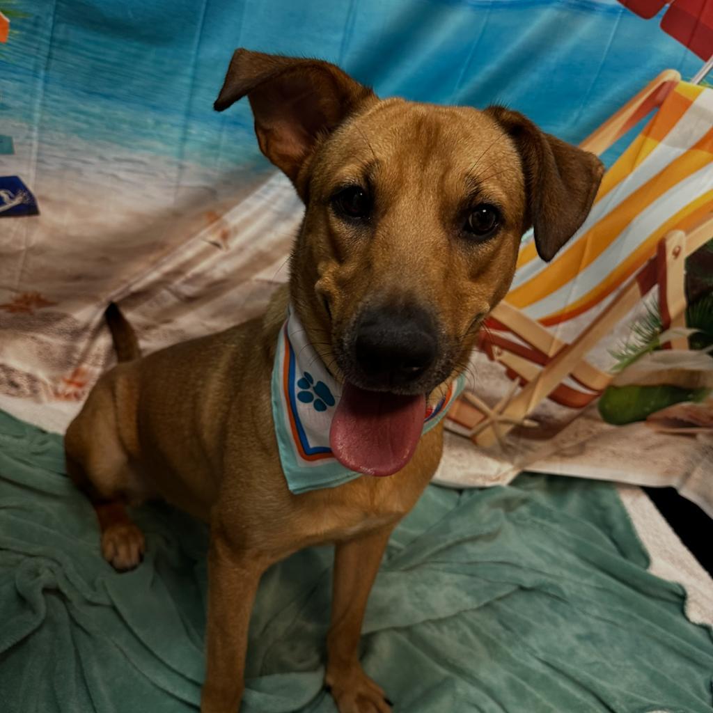 Rainey, Adoptable, Adult Female Mixed Breed.