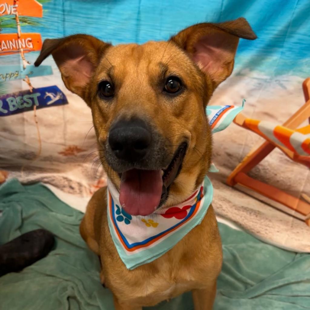 Enlarge Rainey, a Adoptable Mixed Breed in South Houston, TX image 2/2