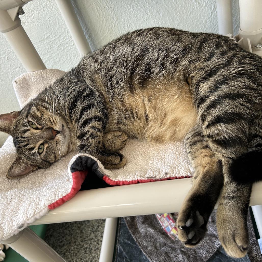 Amigo McKee Houston, Adoptable, Adult Male Domestic Short Hair.
