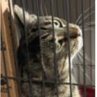 Amigo McKee Houston, Adoptable, Adult Male Domestic Short Hair.