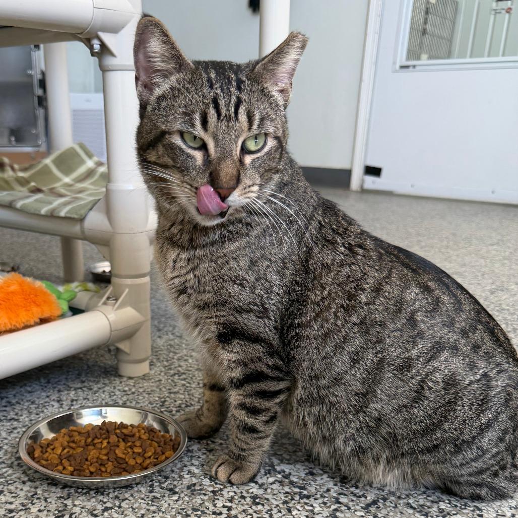 Enlarge Amigo McKee Houston, a Adoptable Domestic Short Hair in Denver, CO image 2/6