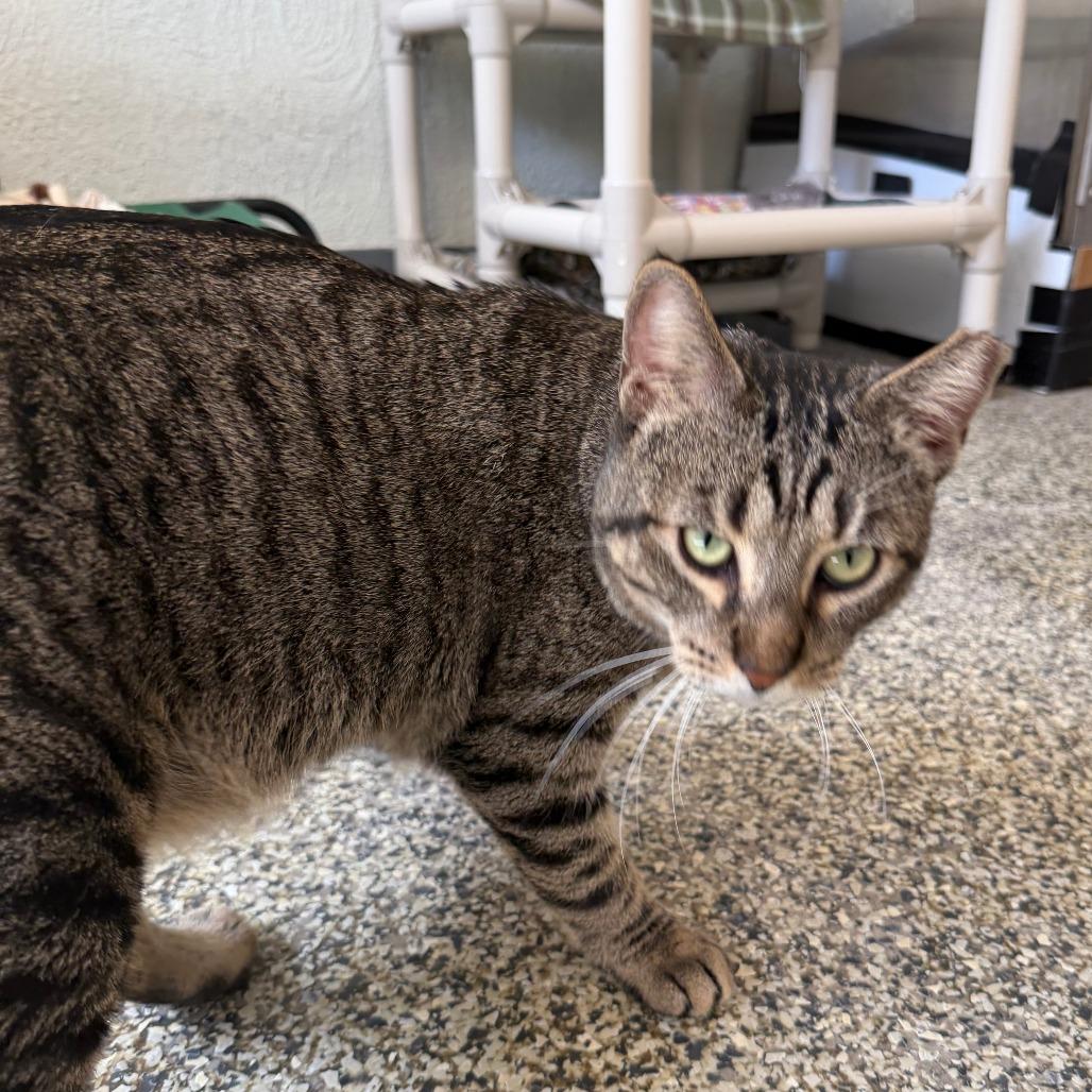 Enlarge Amigo McKee Houston, a Adoptable Domestic Short Hair in Denver, CO image 3/6