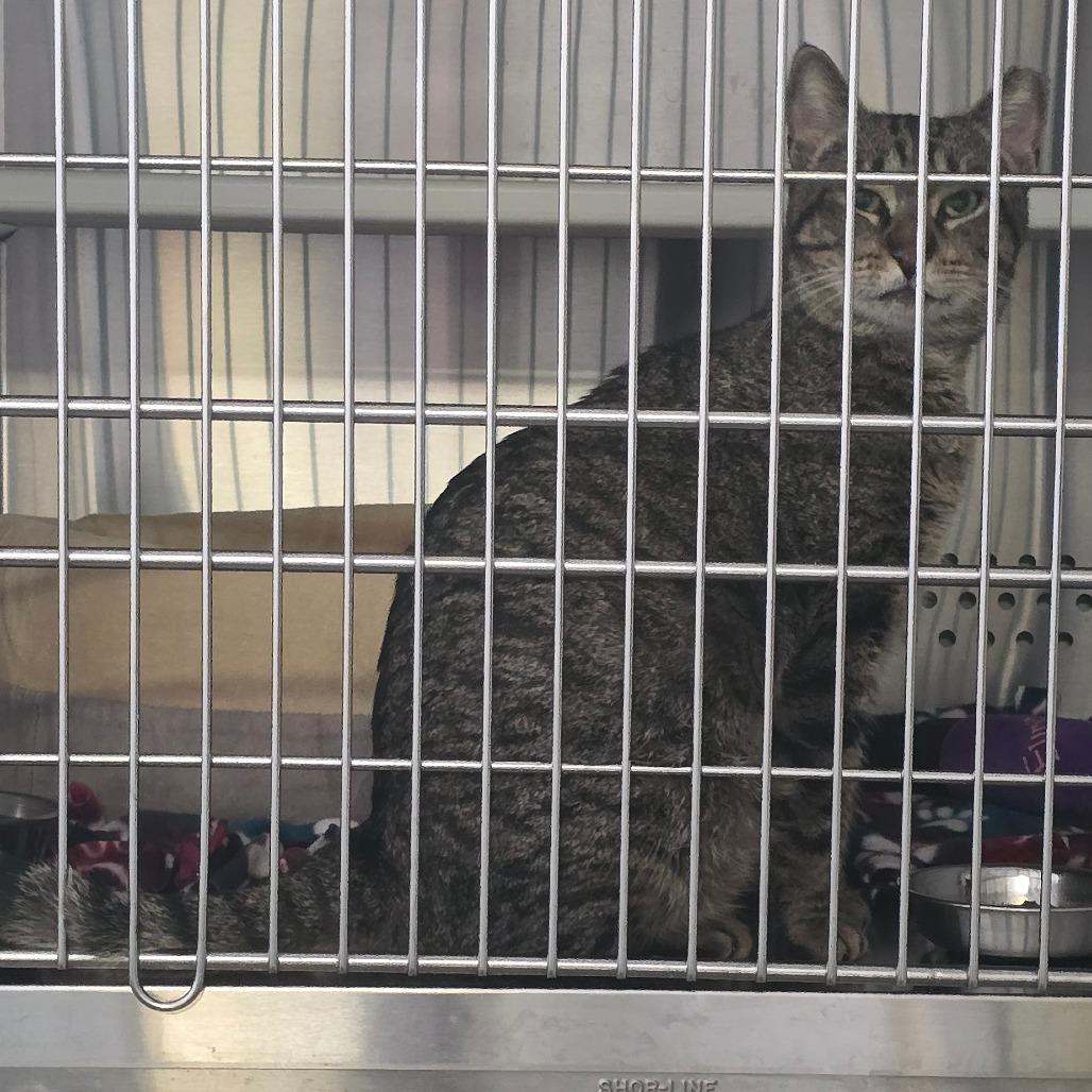 Enlarge Amigo McKee Houston, a Adoptable Domestic Short Hair in Denver, CO image 4/6