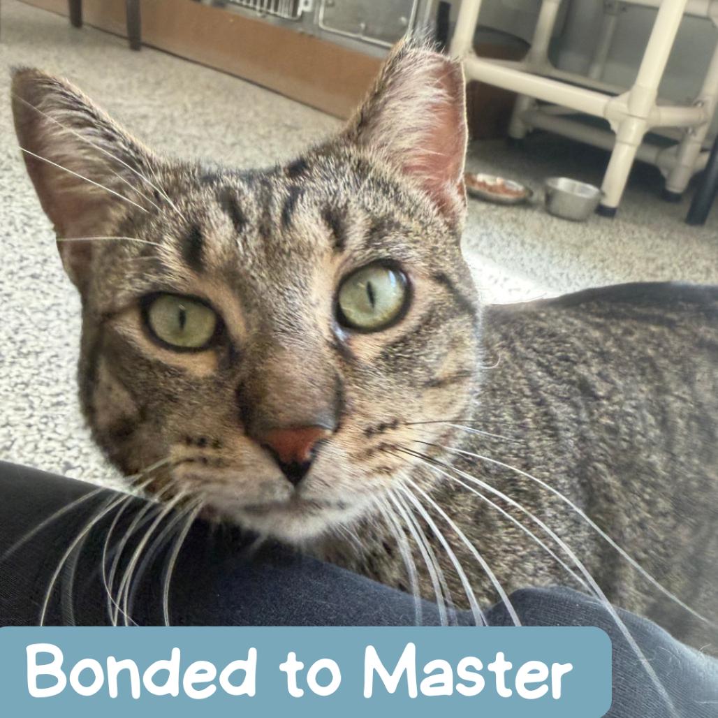 Enlarge Amigo McKee Houston, a Adoptable Domestic Short Hair in Denver, CO image 5/6