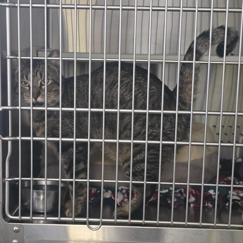 Enlarge Amigo McKee Houston, a Adoptable Domestic Short Hair in Denver, CO image 6/6