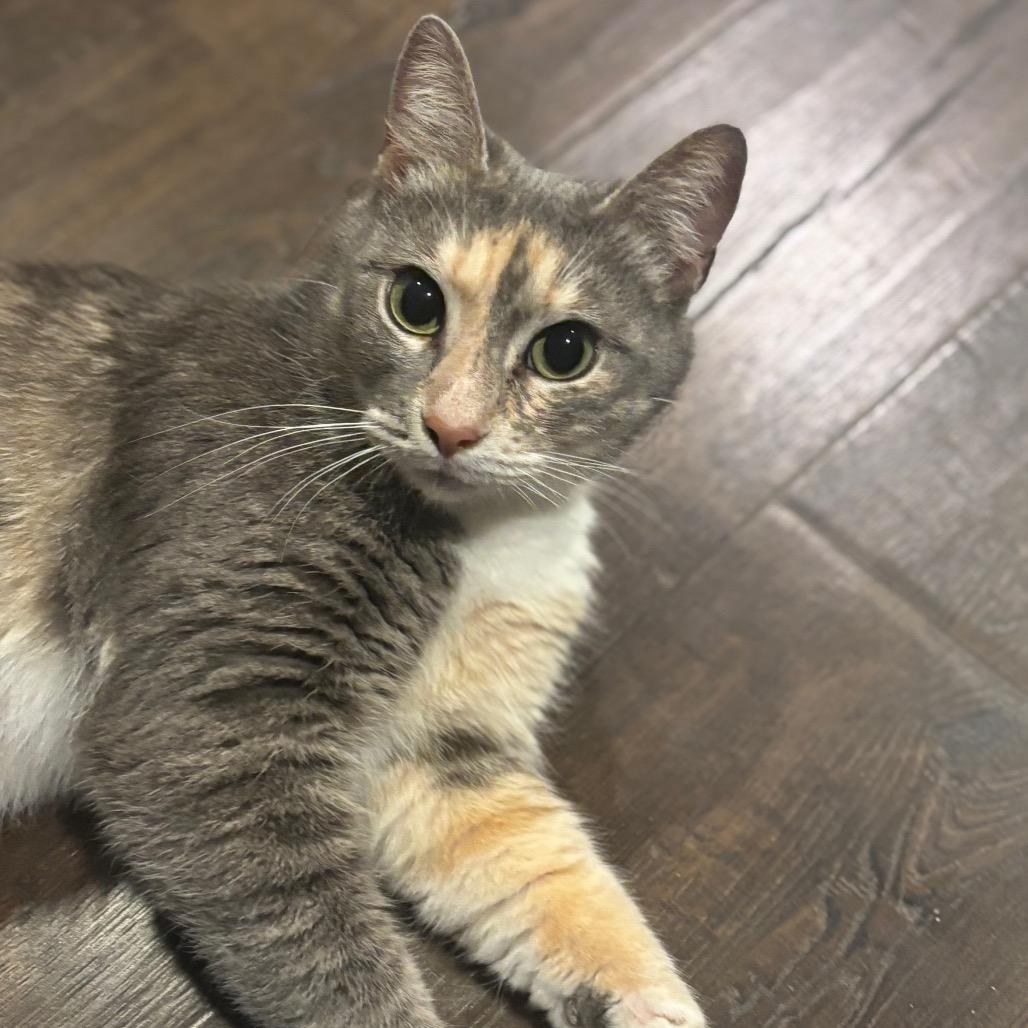 Enlarge Ahava, a Adoptable Domestic Short Hair in La Grange, KY image 1/5