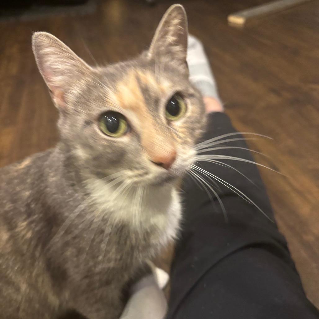 Enlarge Ahava, a Adoptable Domestic Short Hair in La Grange, KY image 3/5