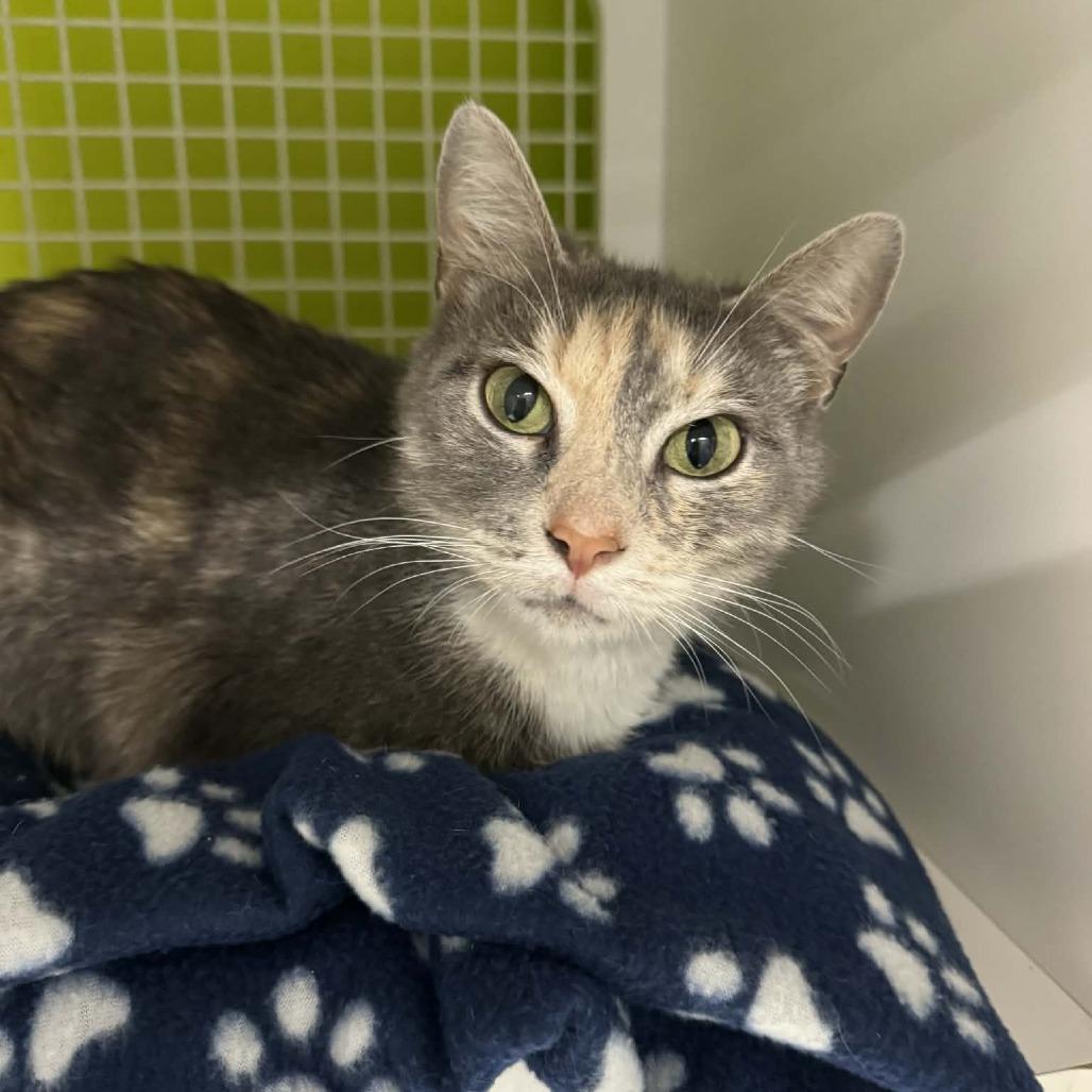 Enlarge Ahava, a Adoptable Domestic Short Hair in La Grange, KY image 4/6