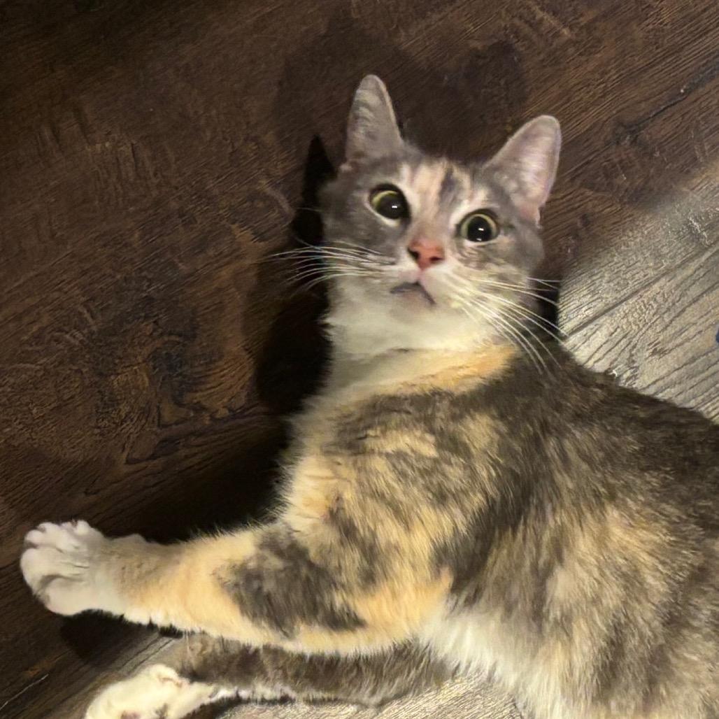 Enlarge Ahava, a Adoptable Domestic Short Hair in La Grange, KY image 4/5