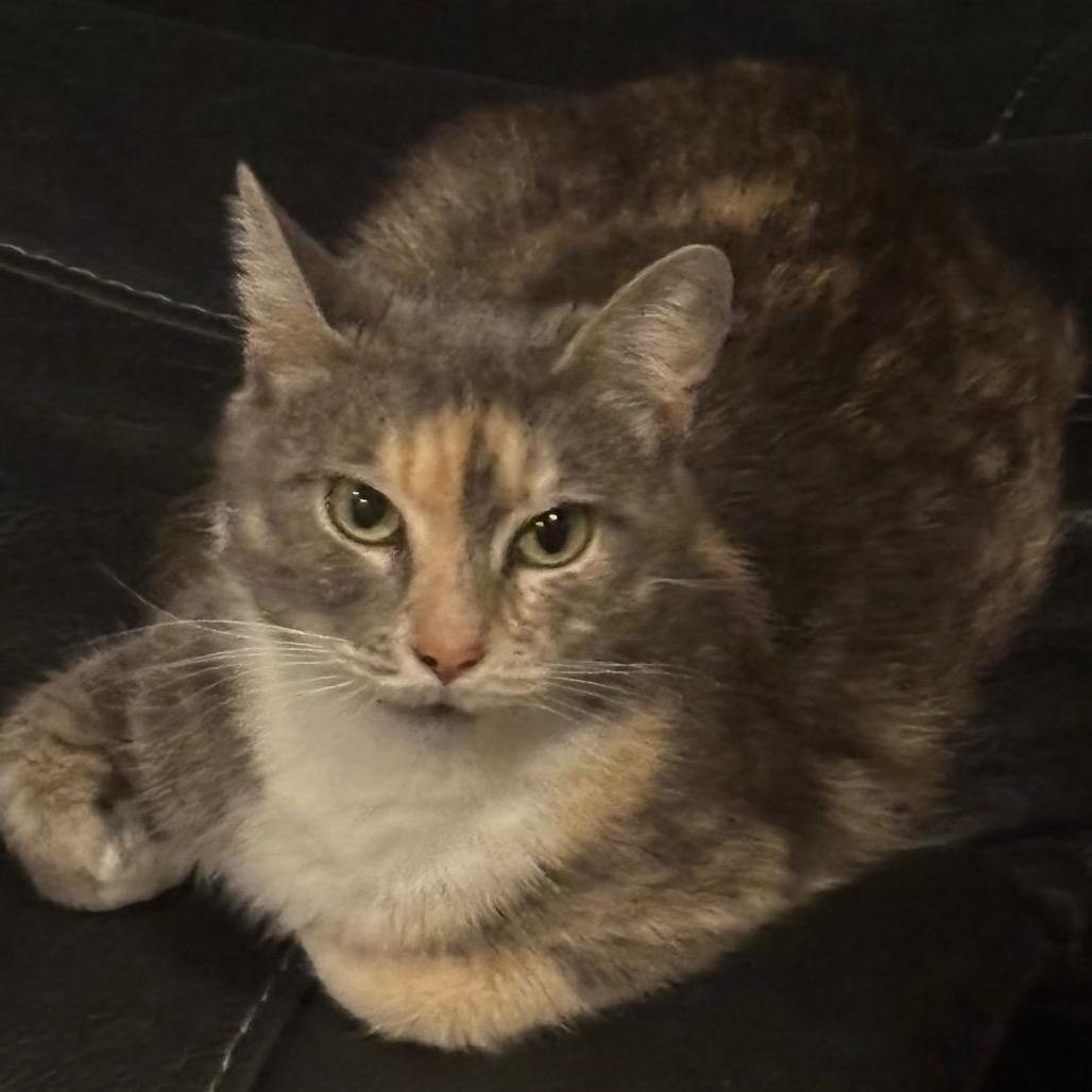 Enlarge Ahava, a Adoptable Domestic Short Hair in La Grange, KY image 5/5